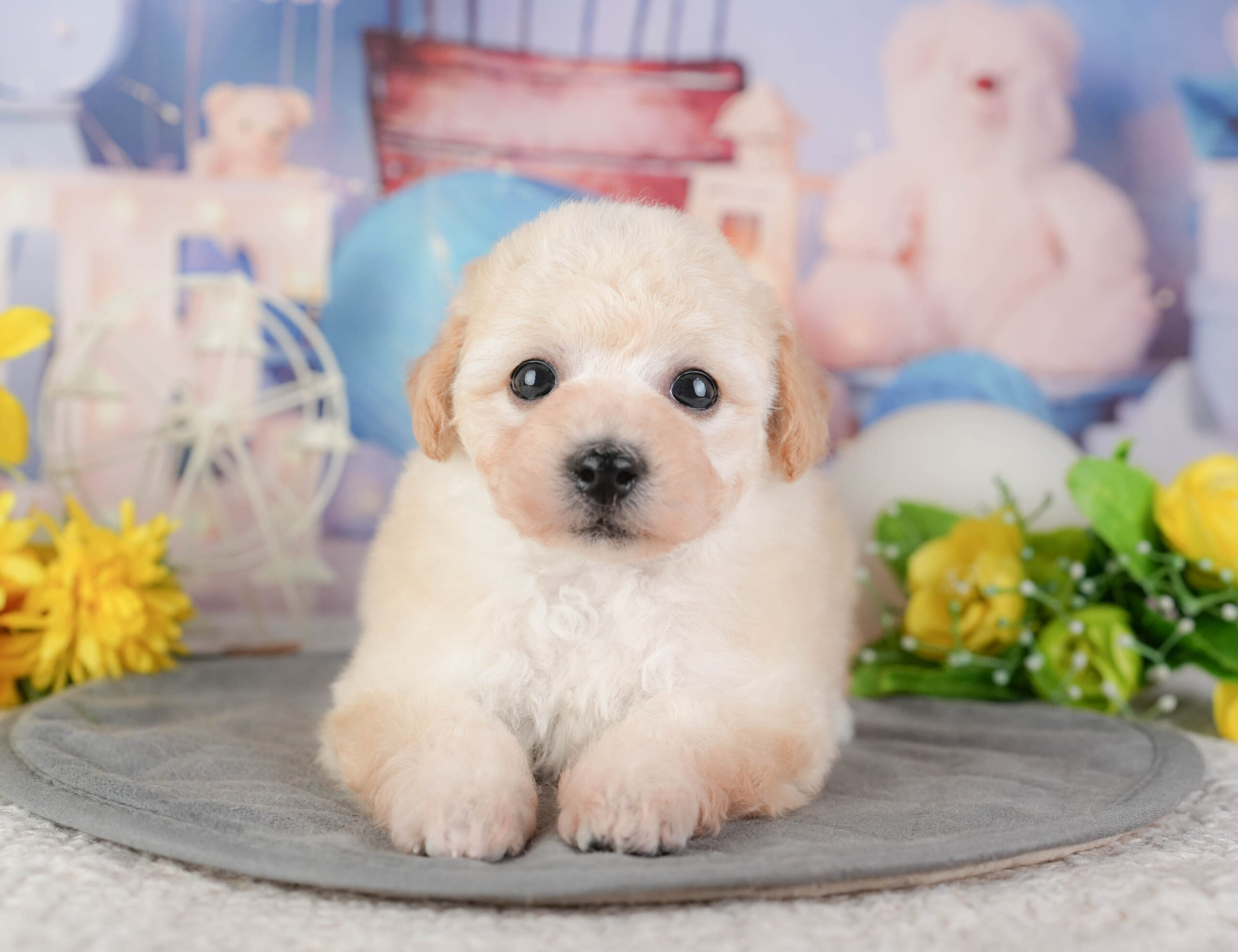 ビションプー | 女の子 | クリーム | 2026年1月8日