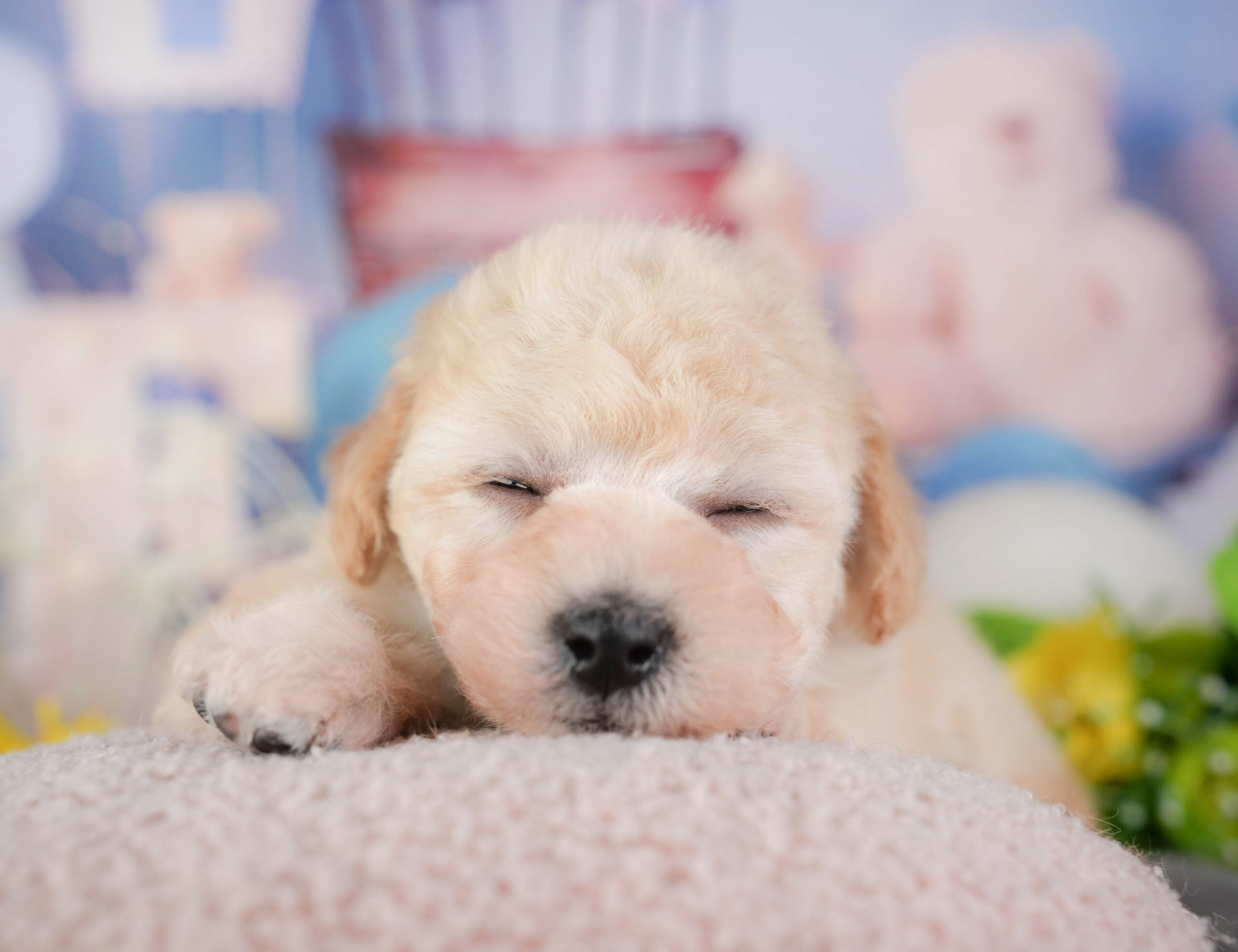 ビションプー | 女の子 | クリーム | 2026年1月8日