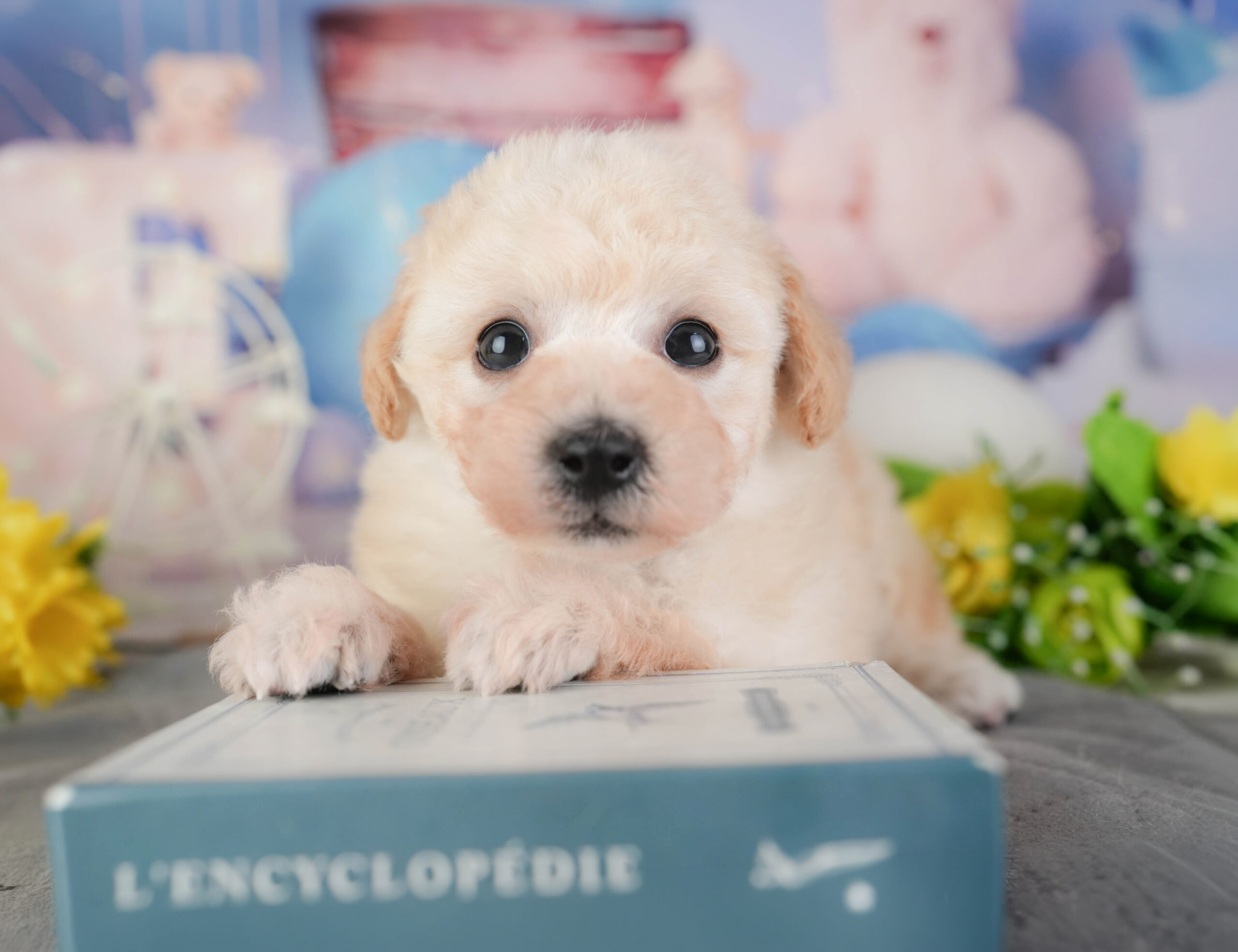 ビションプー | 女の子 | クリーム | 2026年1月8日