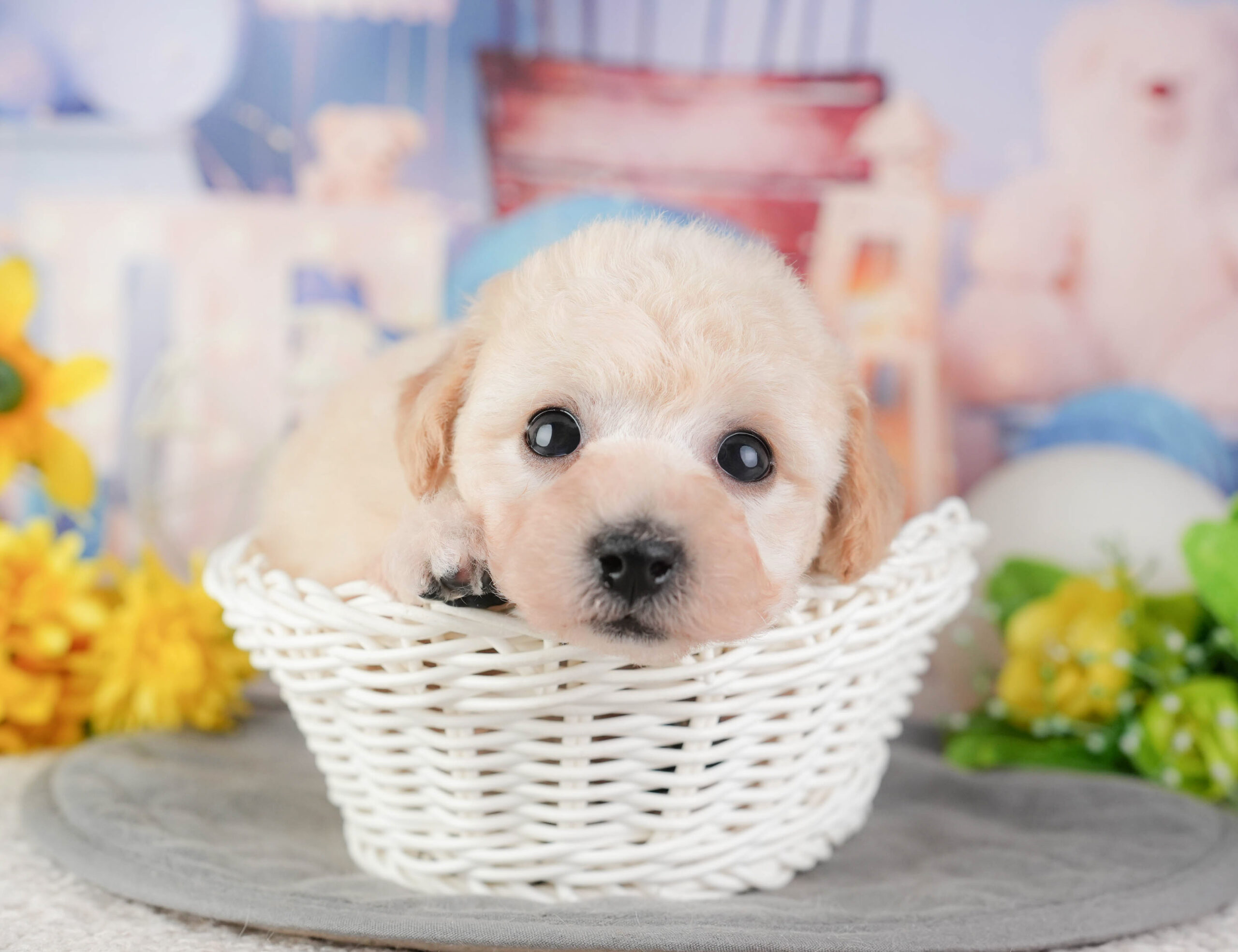 ビションプー | 女の子 | クリーム | 2026年1月8日