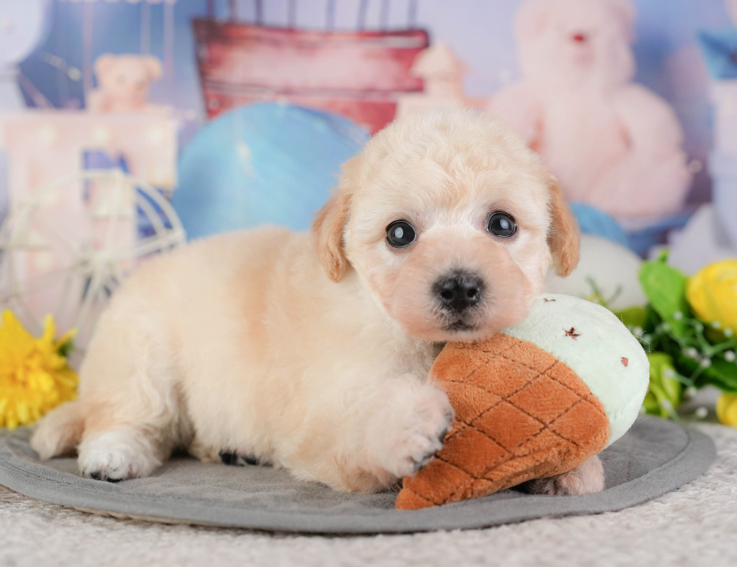 ビションプー | 女の子 | クリーム | 2026年1月8日