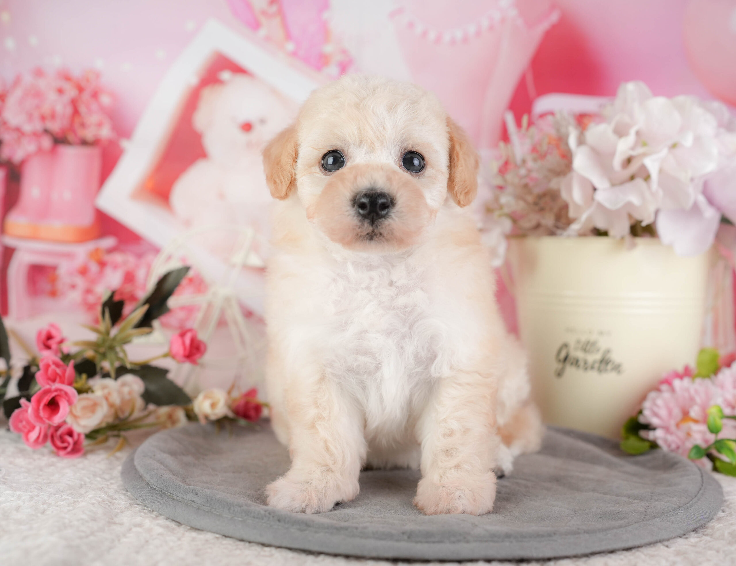 ビションプー | 女の子 | クリーム | 2026年1月8日