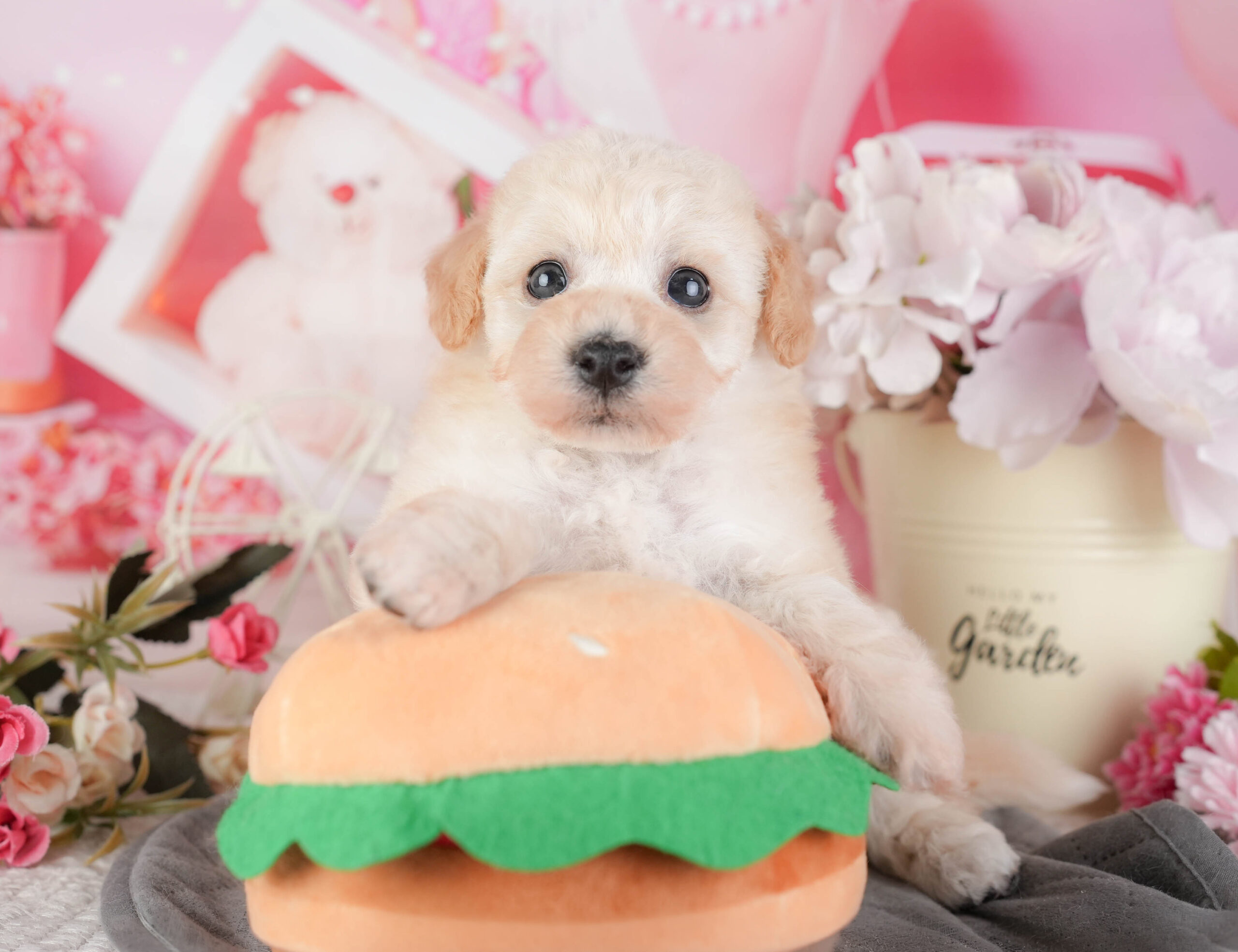 ビションプー | 女の子 | クリーム | 2026年1月8日