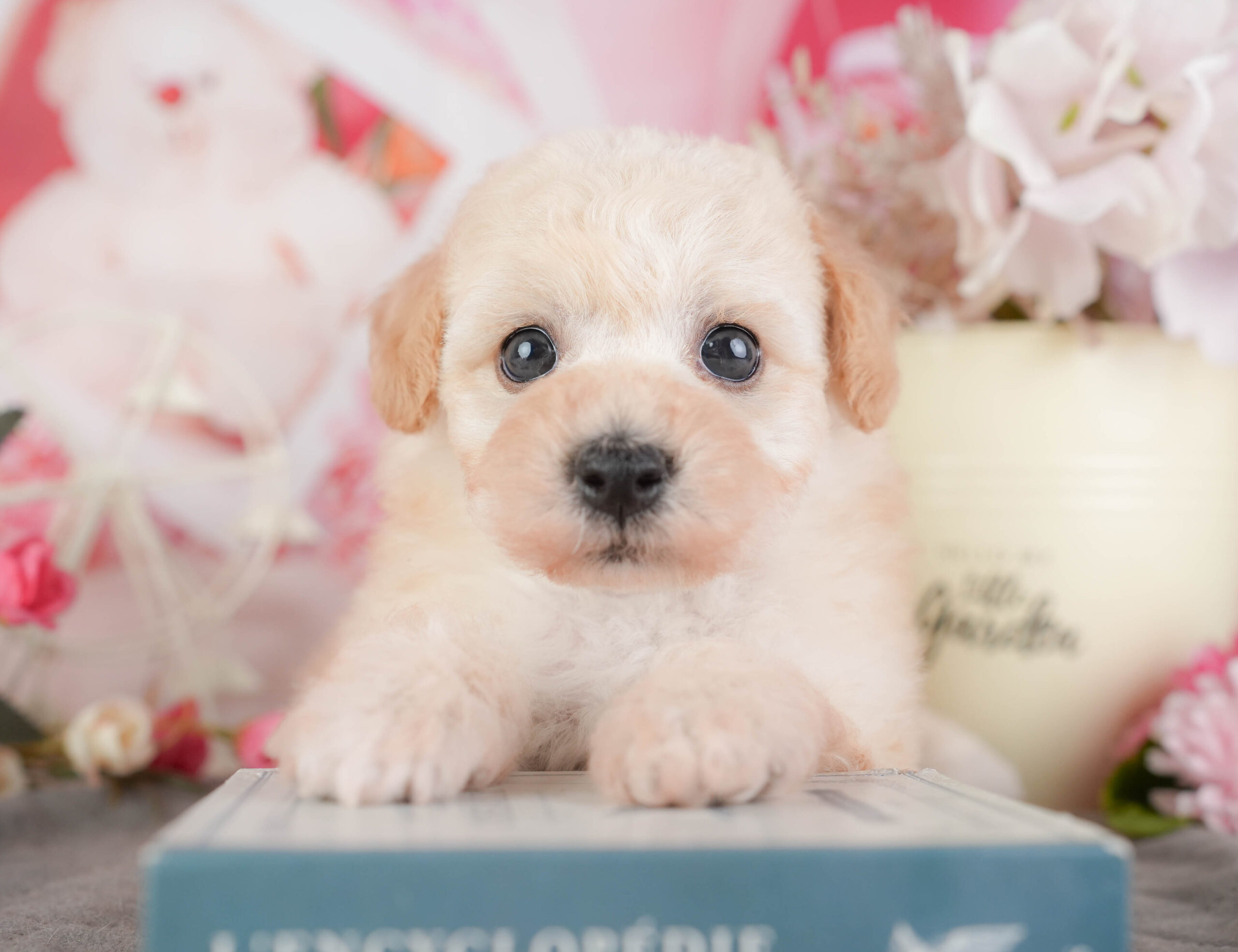 ビションプー | 女の子 | クリーム | 2026年1月8日