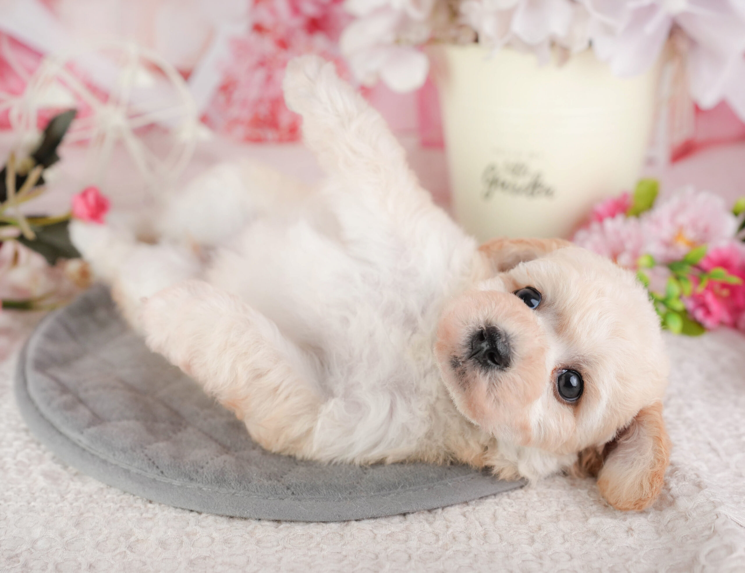 ビションプー | 女の子 | クリーム | 2026年1月8日