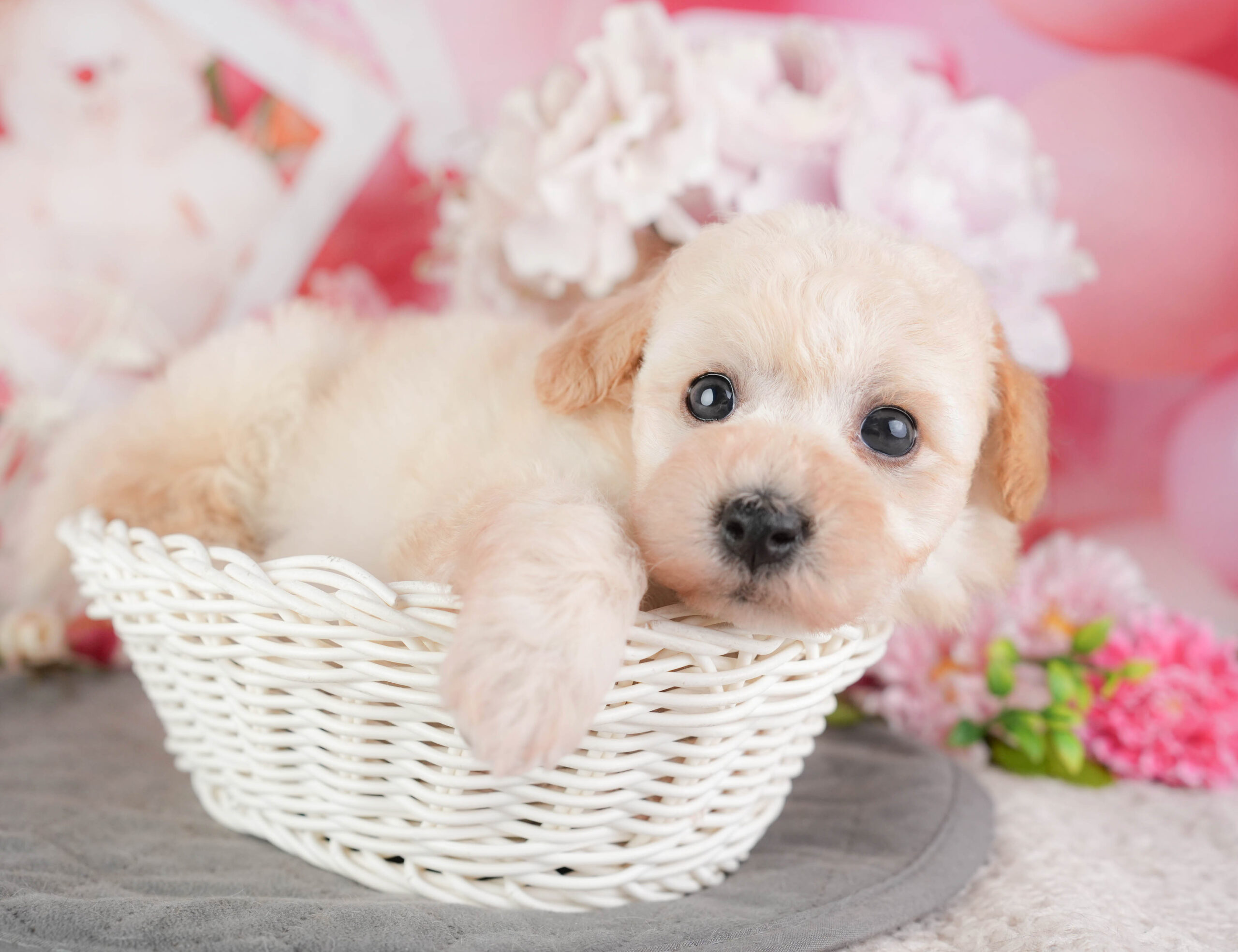 ビションプー | 女の子 | クリーム | 2026年1月8日