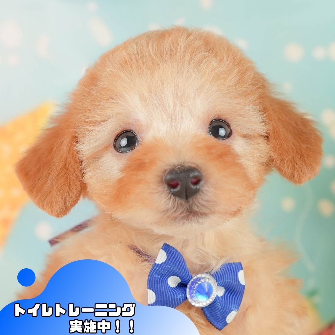 トイ・プードル | 男の子 | アプリコット | 2026年1月9日