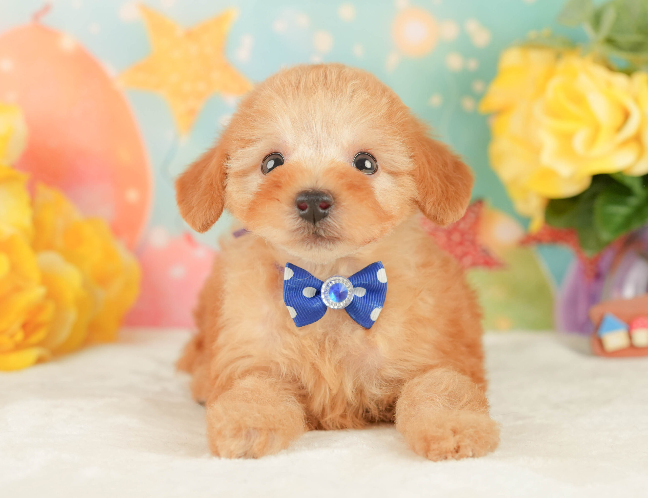 トイ・プードル | 男の子 | アプリコット | 2026年1月9日