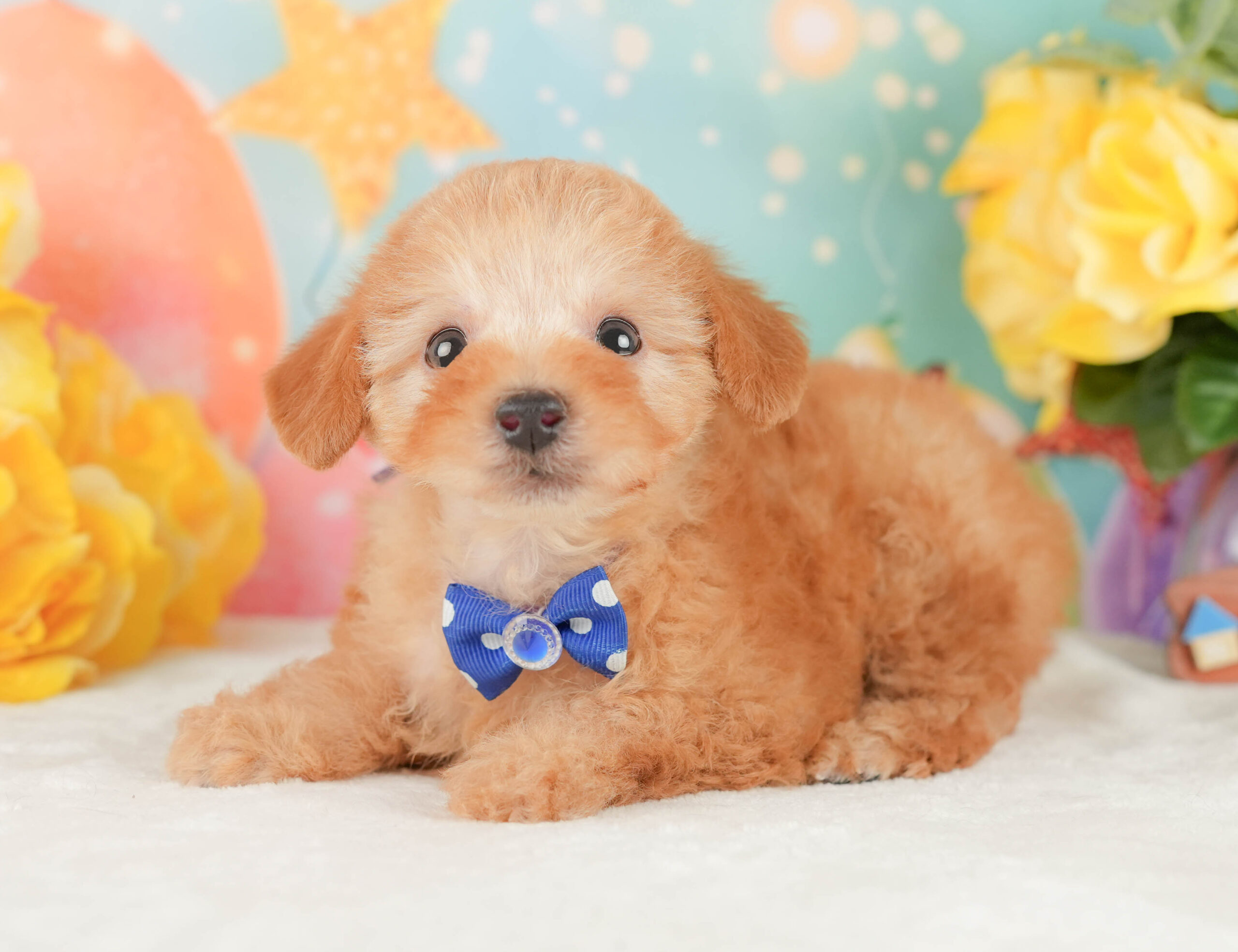 トイ・プードル | 男の子 | アプリコット | 2026年1月9日
