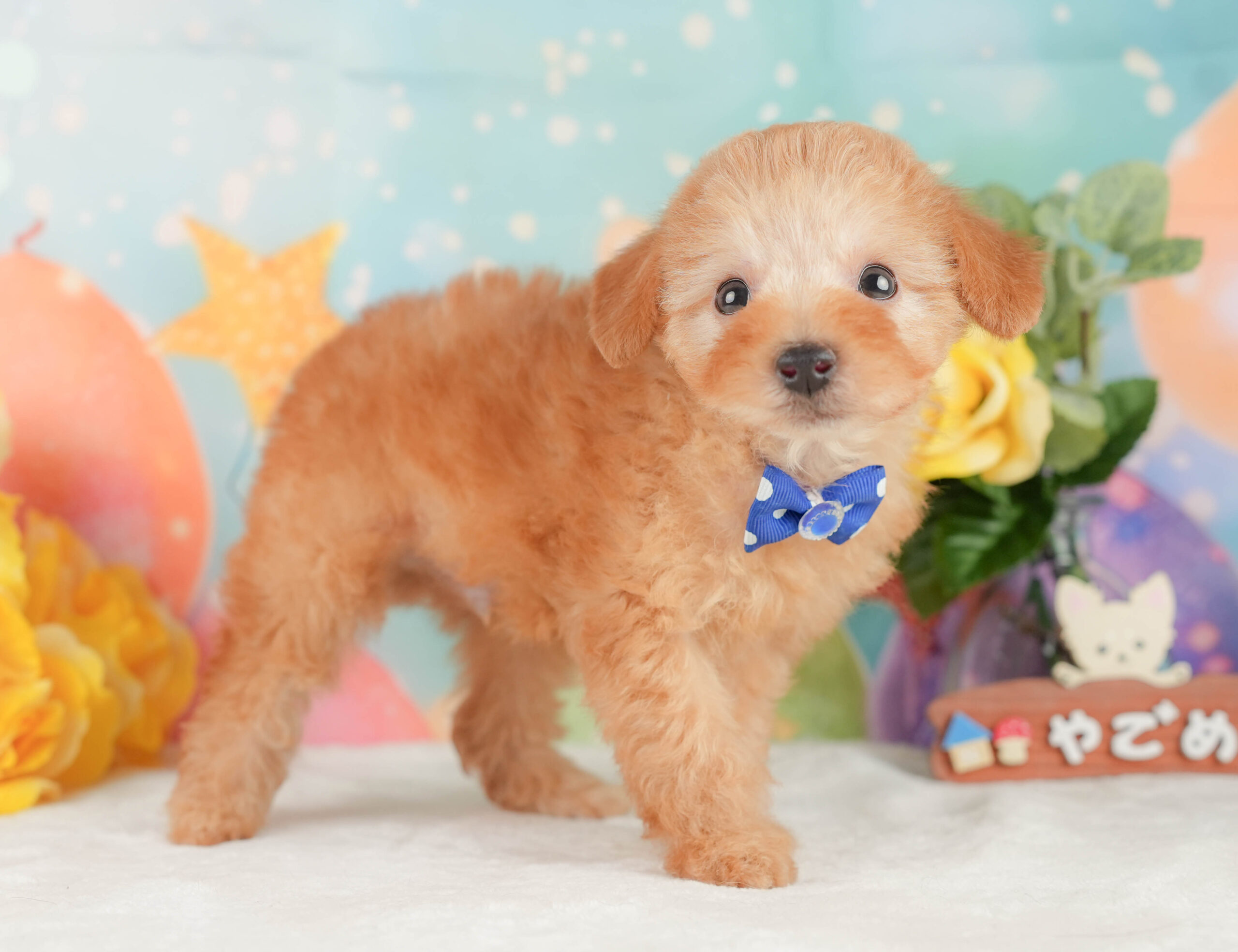 トイ・プードル | 男の子 | アプリコット | 2026年1月9日