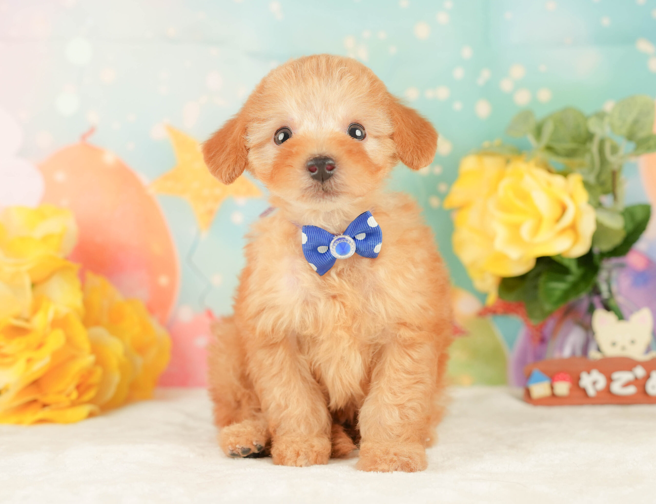 トイ・プードル | 男の子 | アプリコット | 2026年1月9日