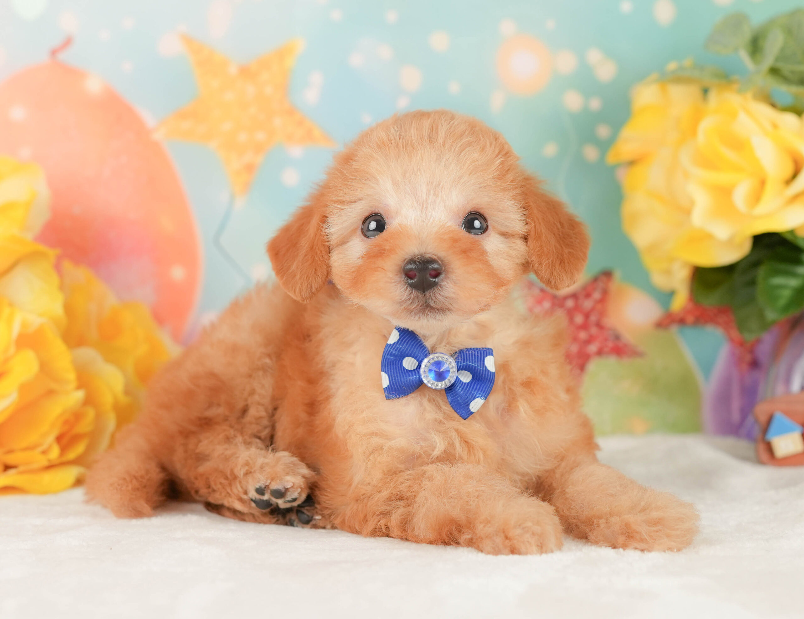 トイ・プードル | 男の子 | アプリコット | 2026年1月9日