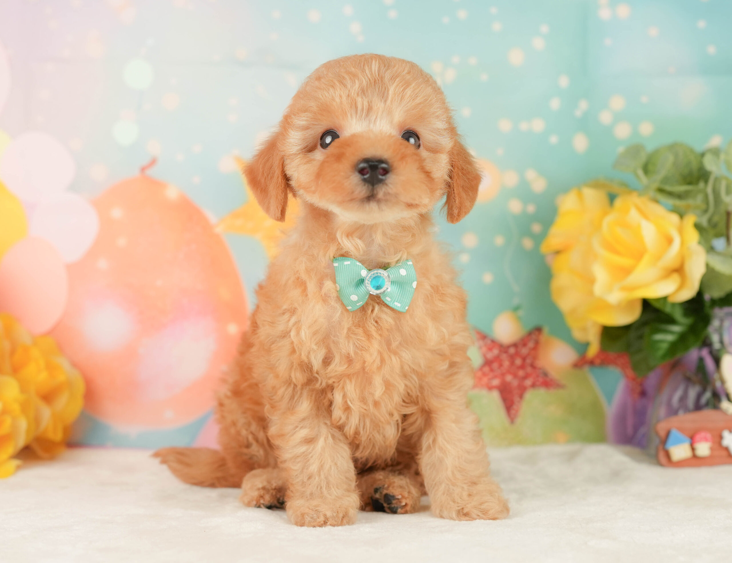 トイ・プードル | 男の子 | アプリコット | 2026年1月9日