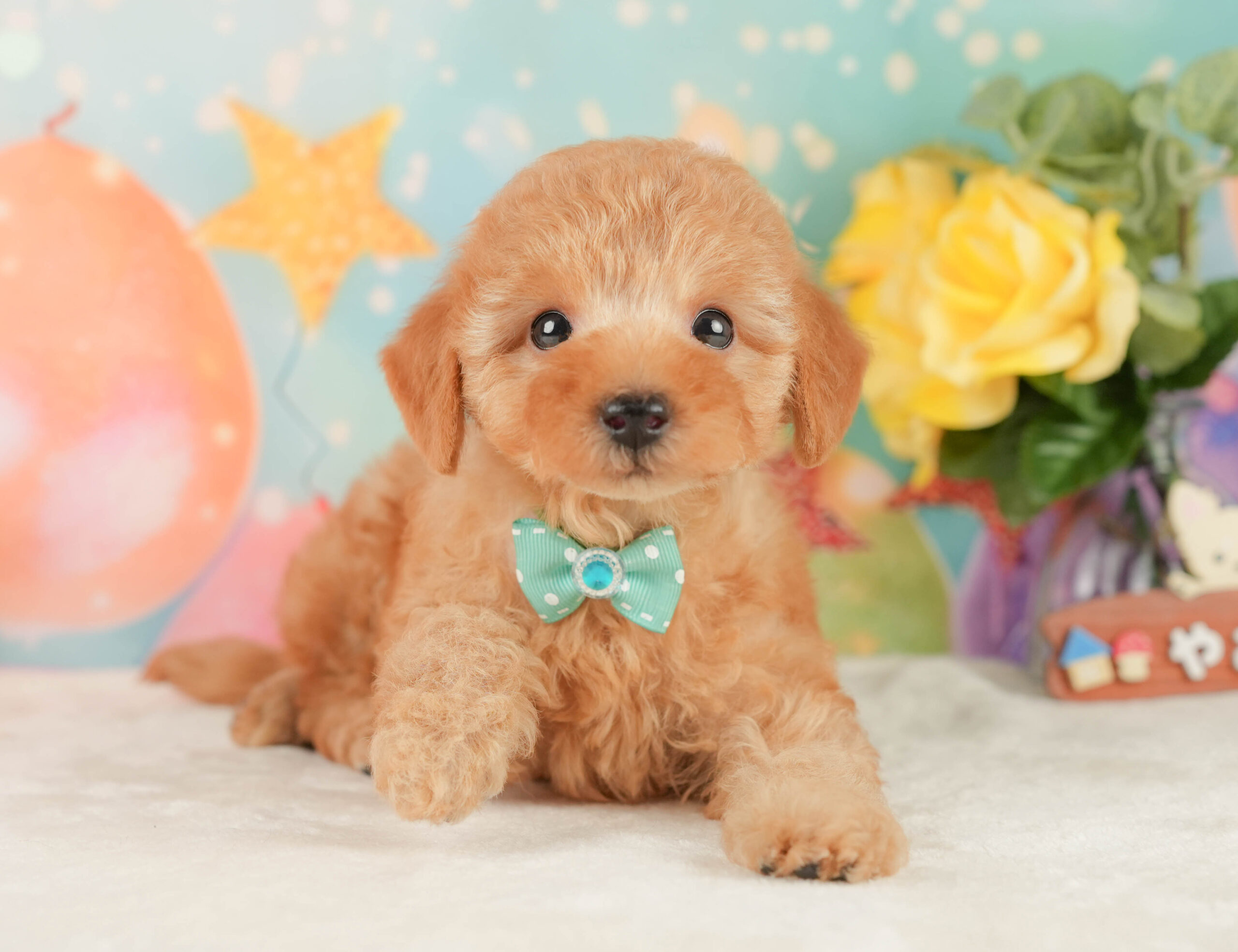 トイ・プードル | 男の子 | アプリコット | 2026年1月9日
