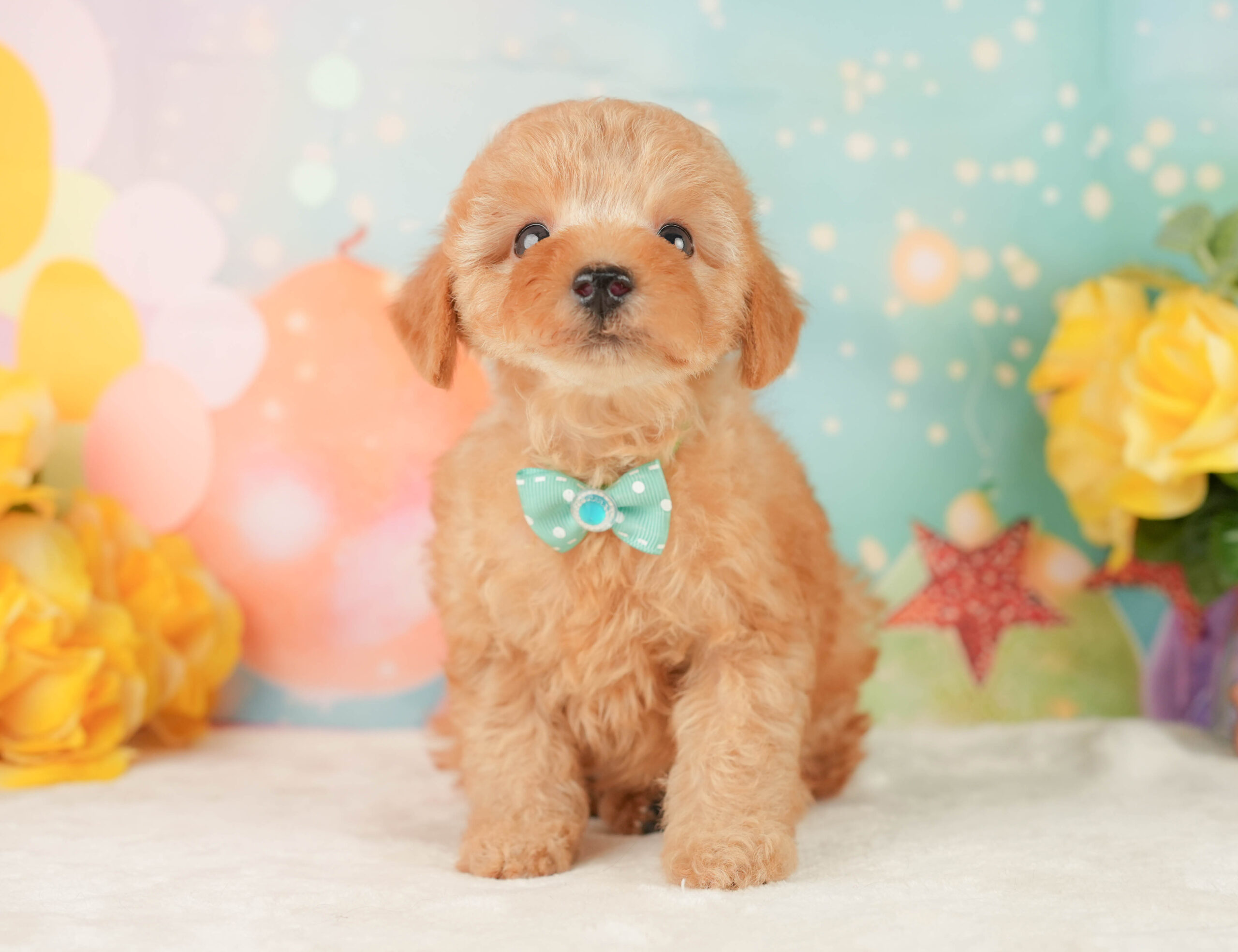 トイ・プードル | 男の子 | アプリコット | 2026年1月9日
