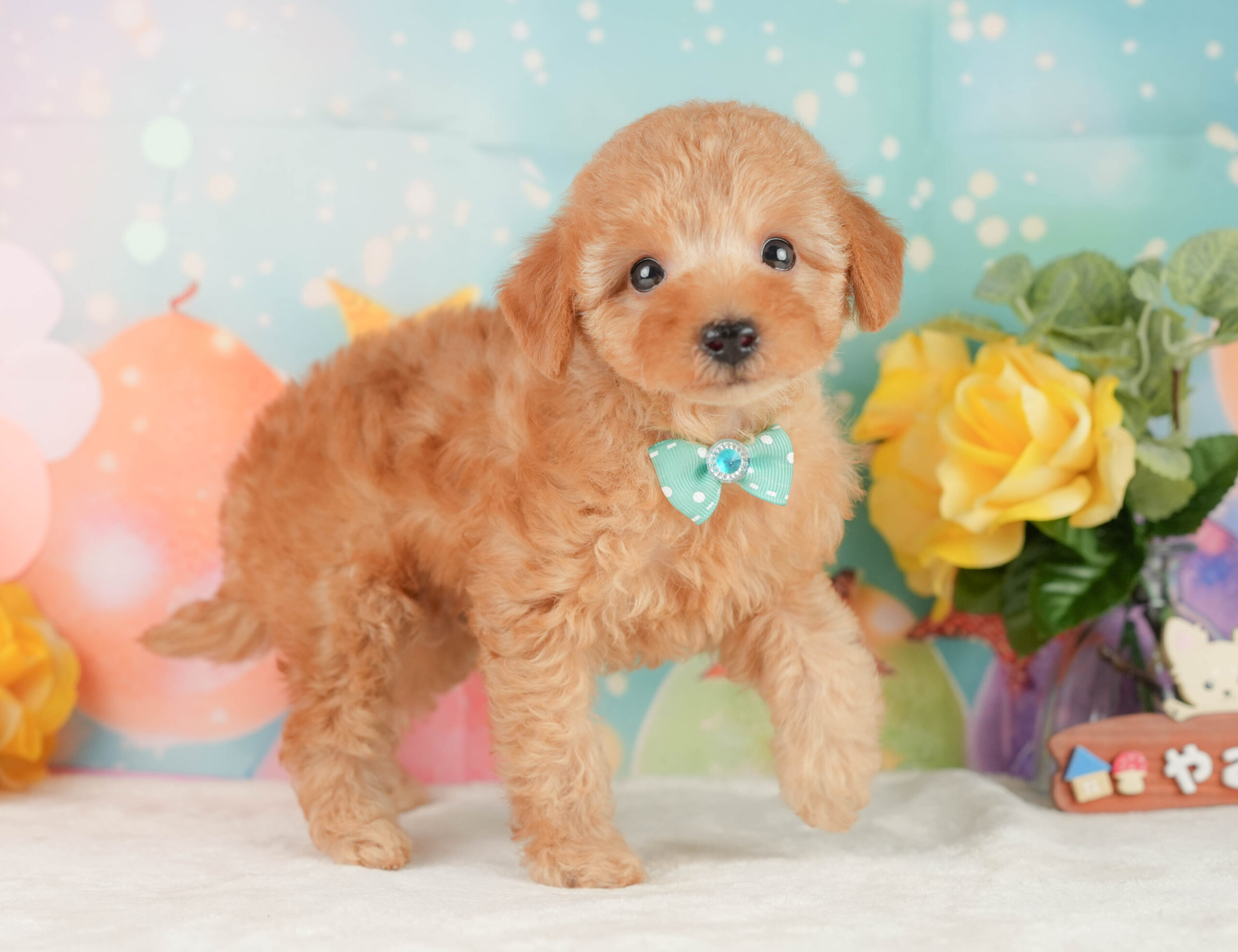 トイ・プードル | 男の子 | アプリコット | 2026年1月9日