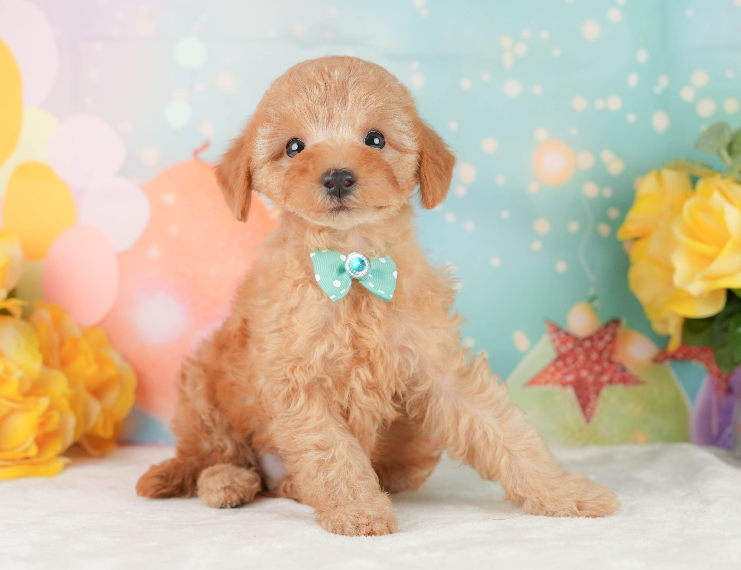 トイ・プードル | 男の子 | アプリコット | 2026年1月9日