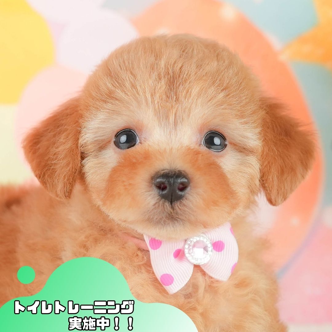 トイ・プードル | 女の子 | アプリコット | 2026年1月9日