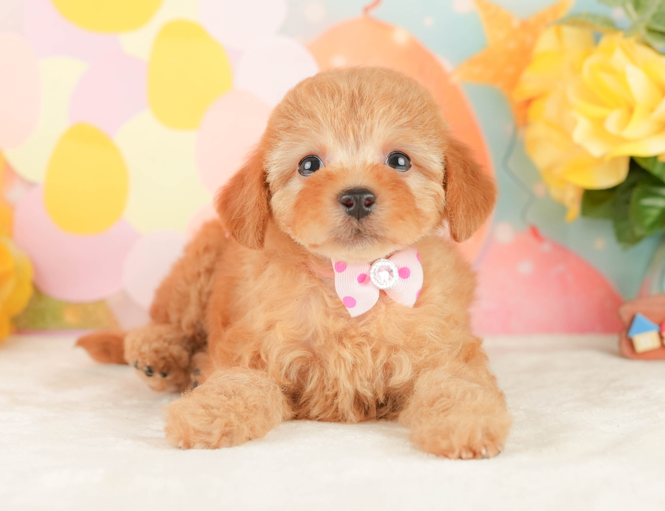 トイ・プードル | 女の子 | アプリコット | 2026年1月9日