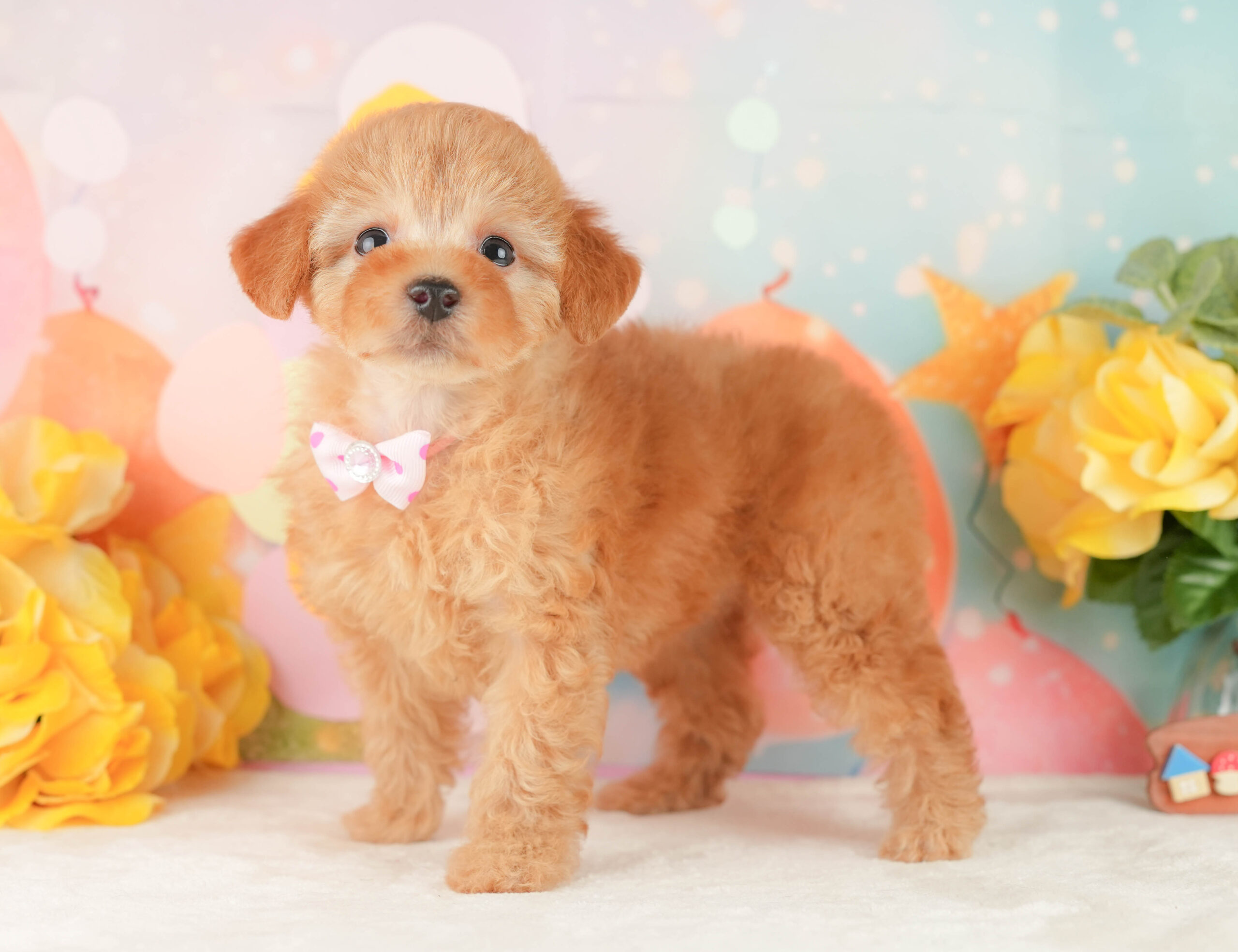 トイ・プードル | 女の子 | アプリコット | 2026年1月9日
