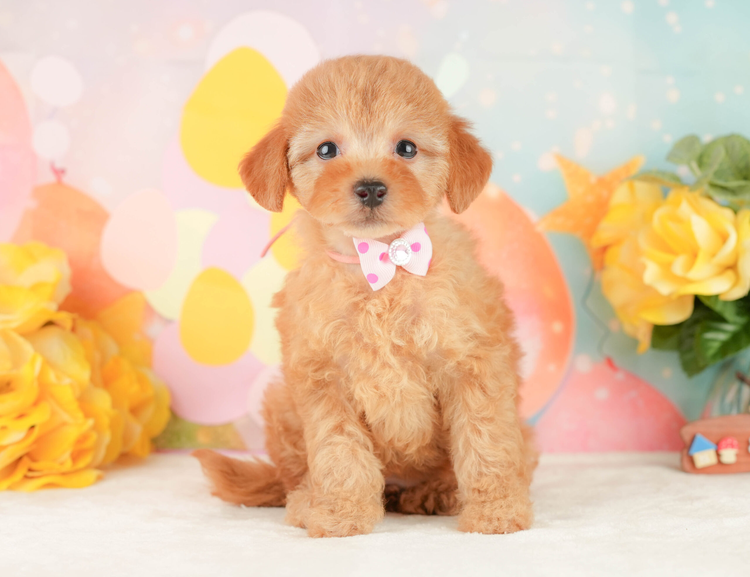 トイ・プードル | 女の子 | アプリコット | 2026年1月9日