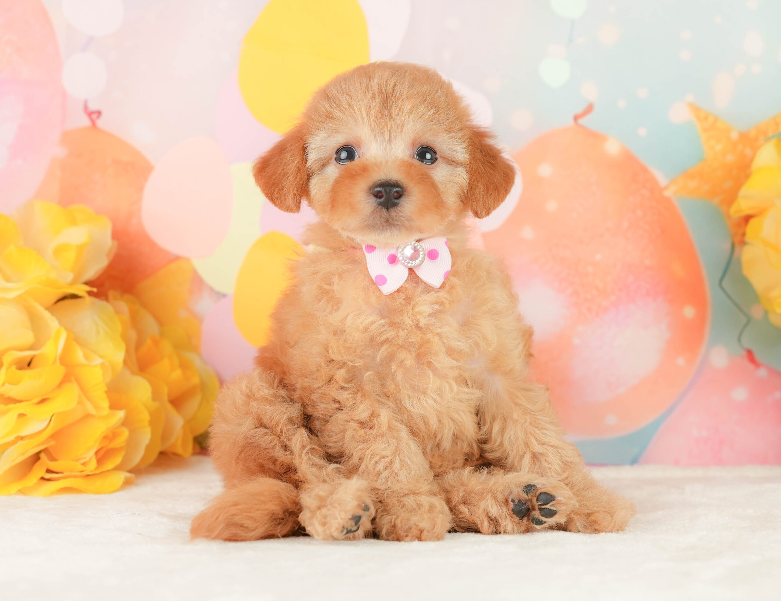 トイ・プードル | 女の子 | アプリコット | 2026年1月9日
