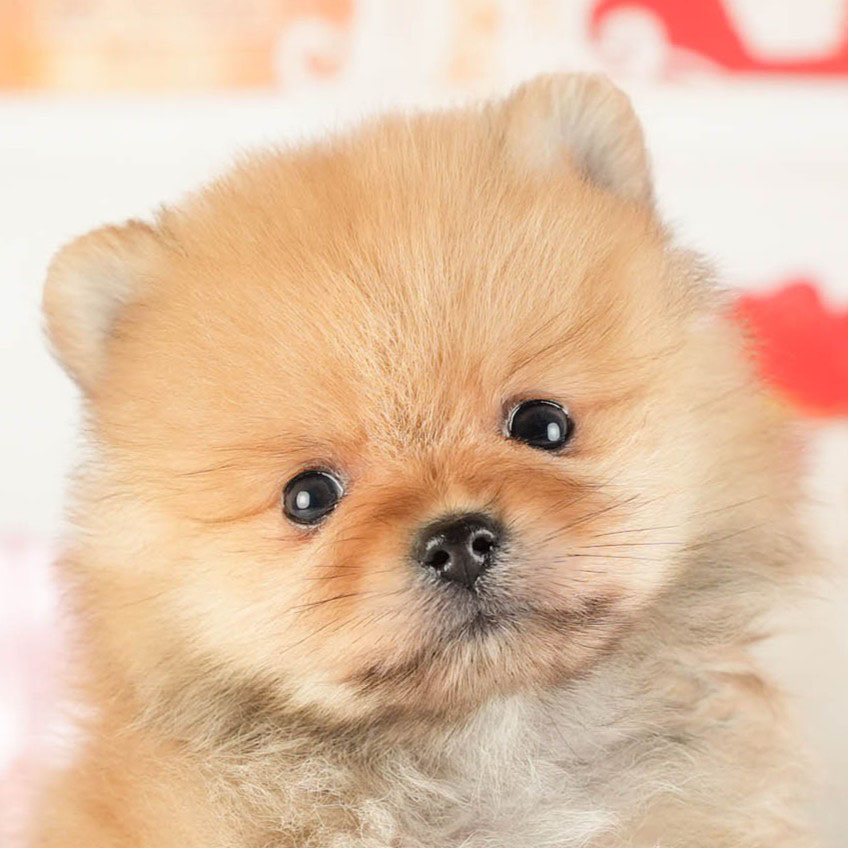 ポメラニアン | 男の子 | オレンジ | 2026年1月9日