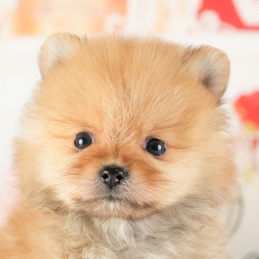 ポメラニアン | 男の子 | オレンジ | 2026年1月9日