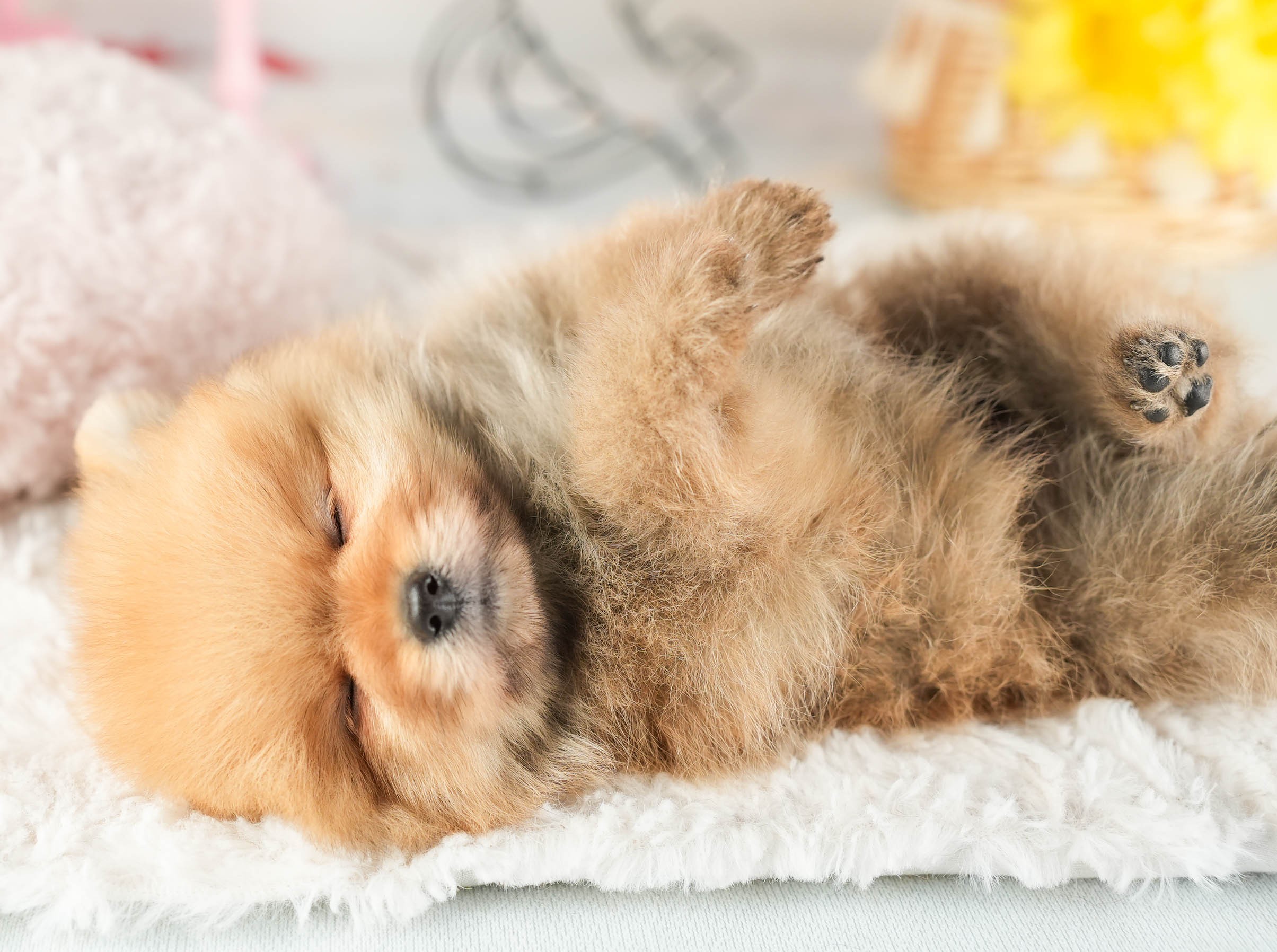 ポメラニアン | 男の子 | オレンジ | 2026年1月9日