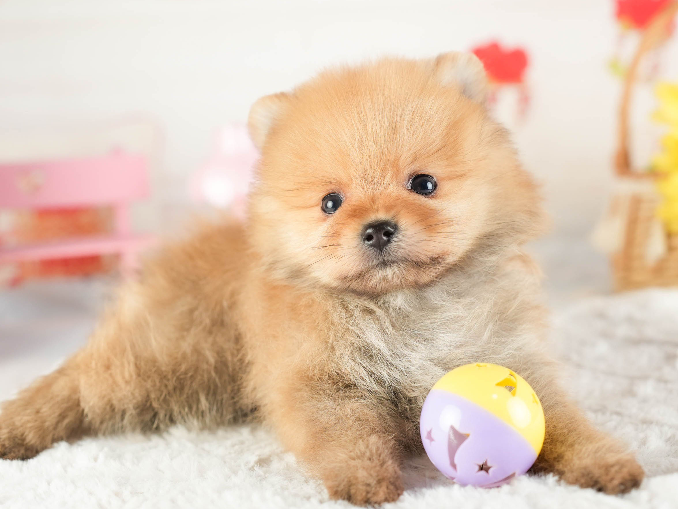 ポメラニアン | 男の子 | オレンジ | 2026年1月9日