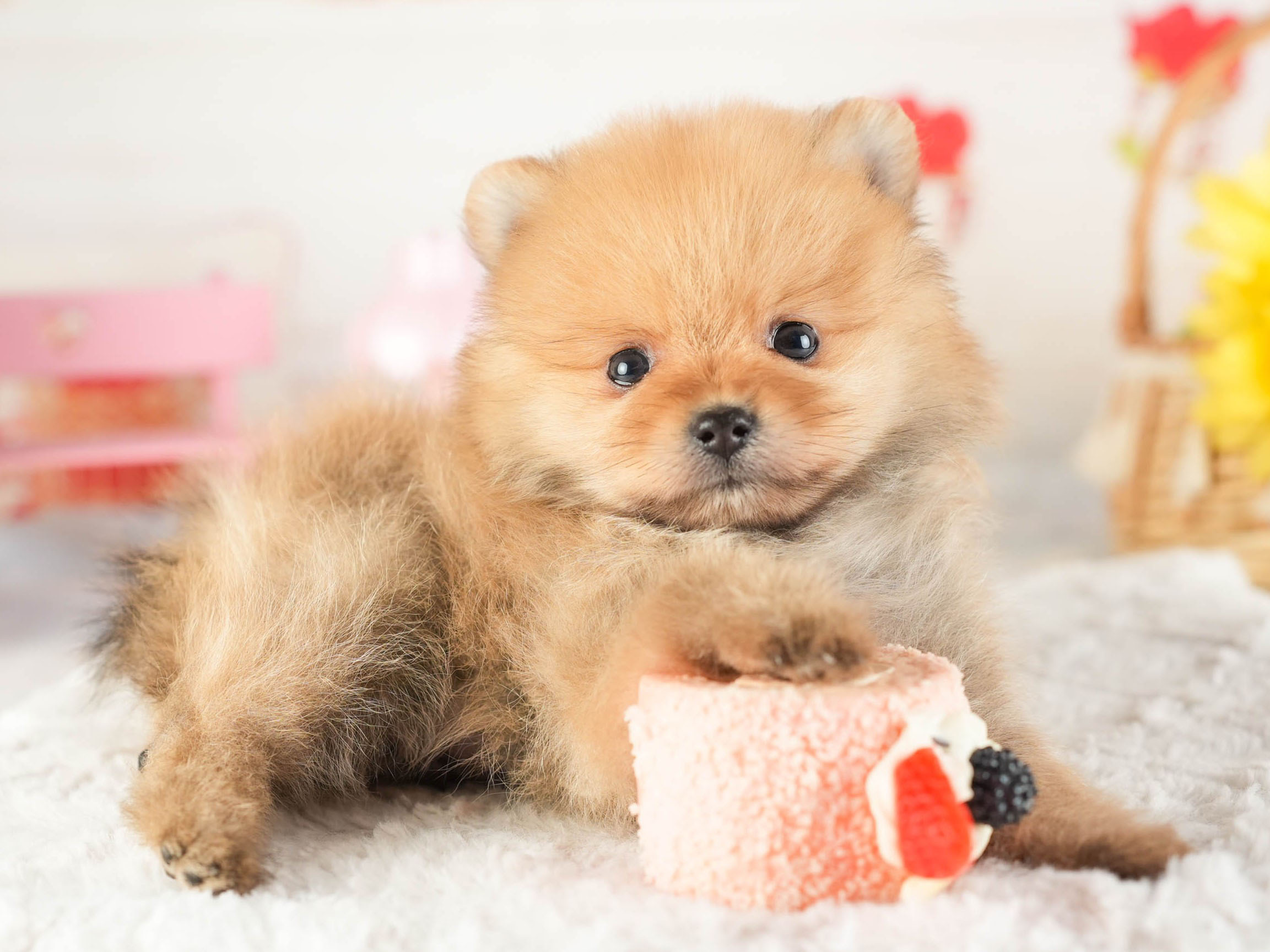 ポメラニアン | 男の子 | オレンジ | 2026年1月9日