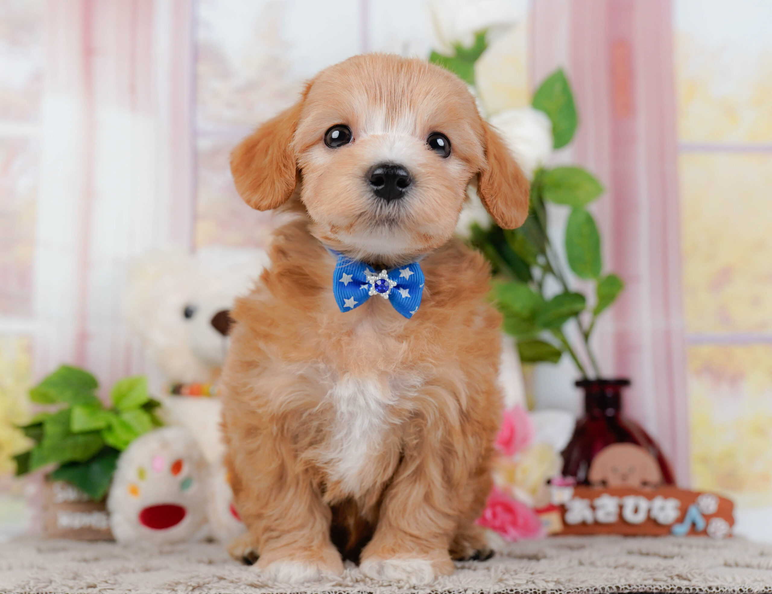 マルプー | 男の子 | アプリコット | 2026年1月9日