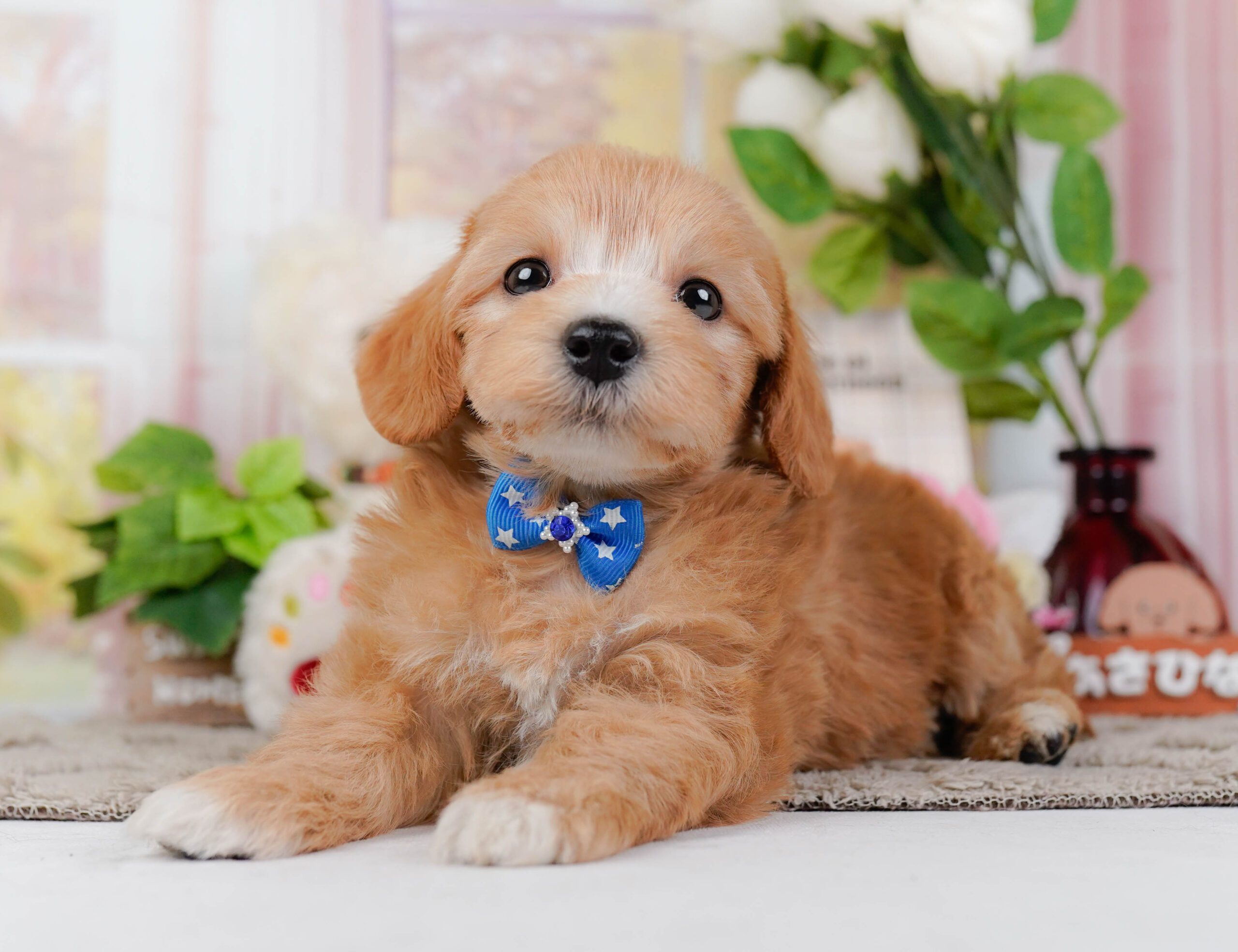 マルプー | 男の子 | アプリコット | 2026年1月9日