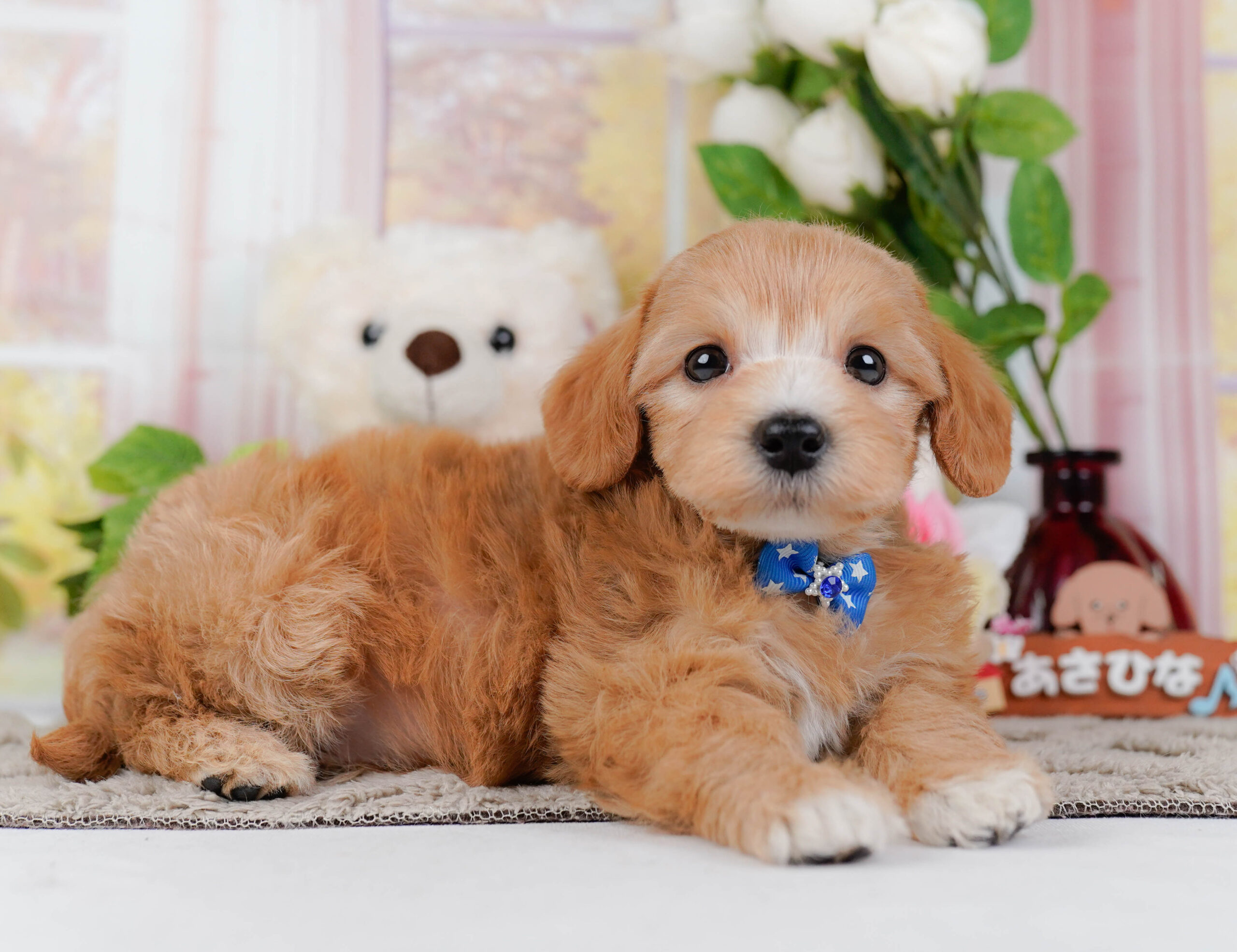 マルプー | 男の子 | アプリコット | 2026年1月9日
