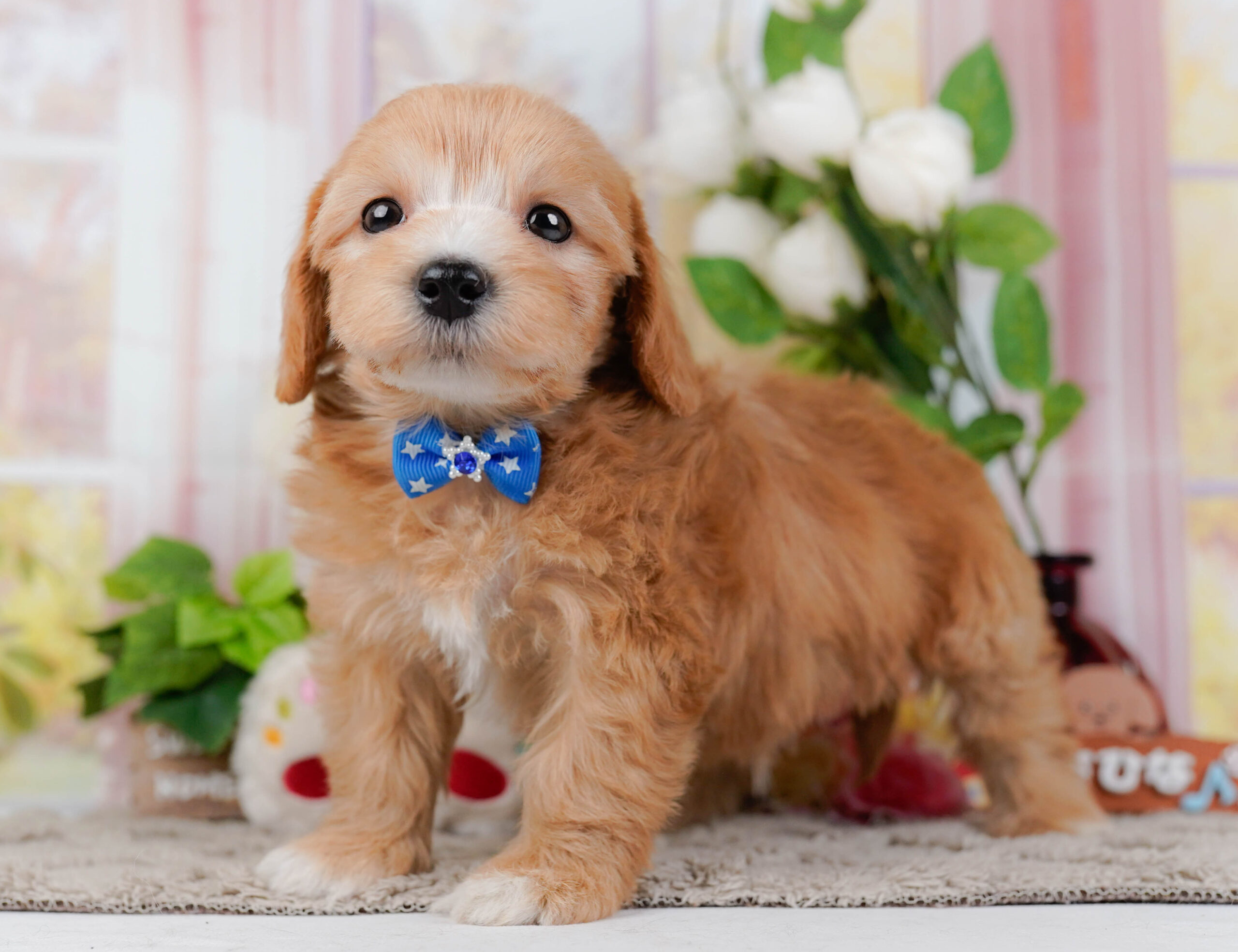 マルプー | 男の子 | アプリコット | 2026年1月9日