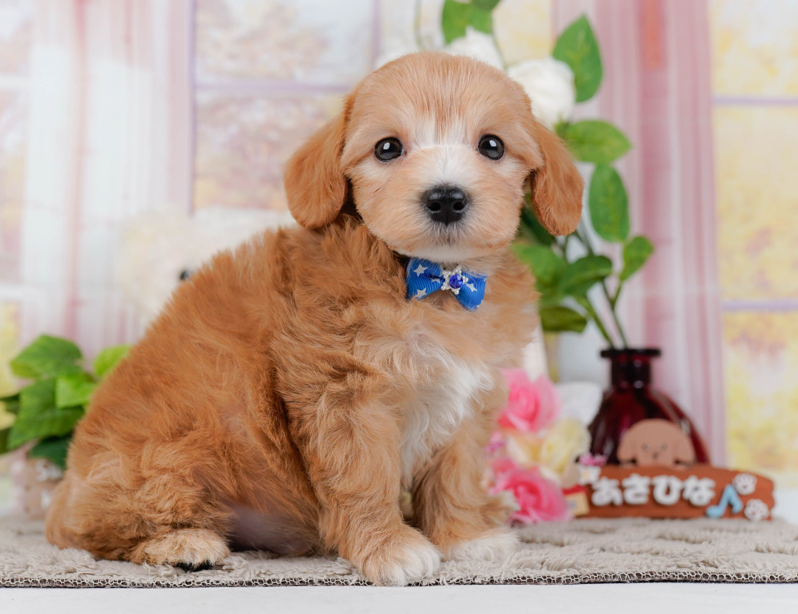 マルプー | 男の子 | アプリコット | 2026年1月9日