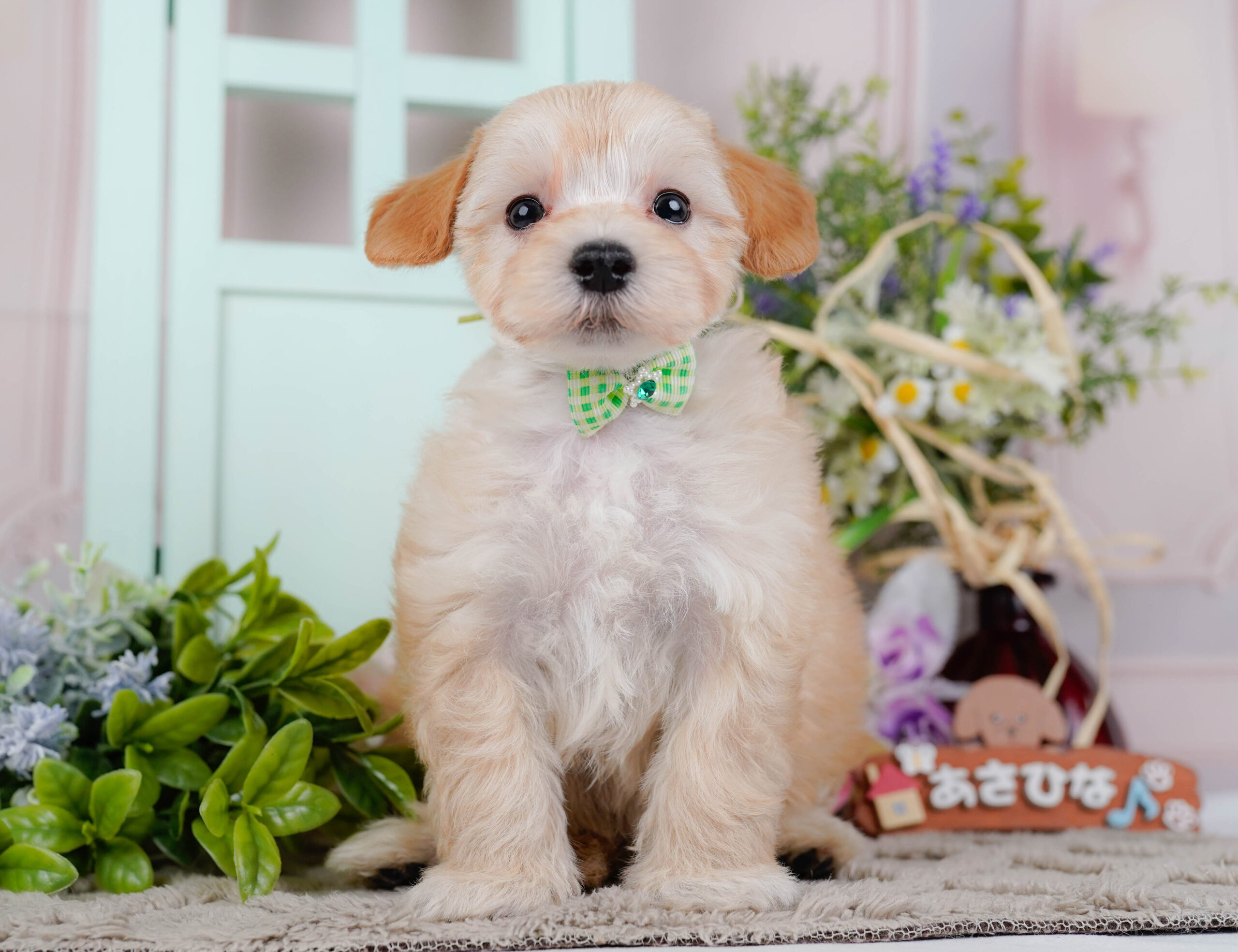 マルプー | 男の子 | アプリコット | 2026年1月9日
