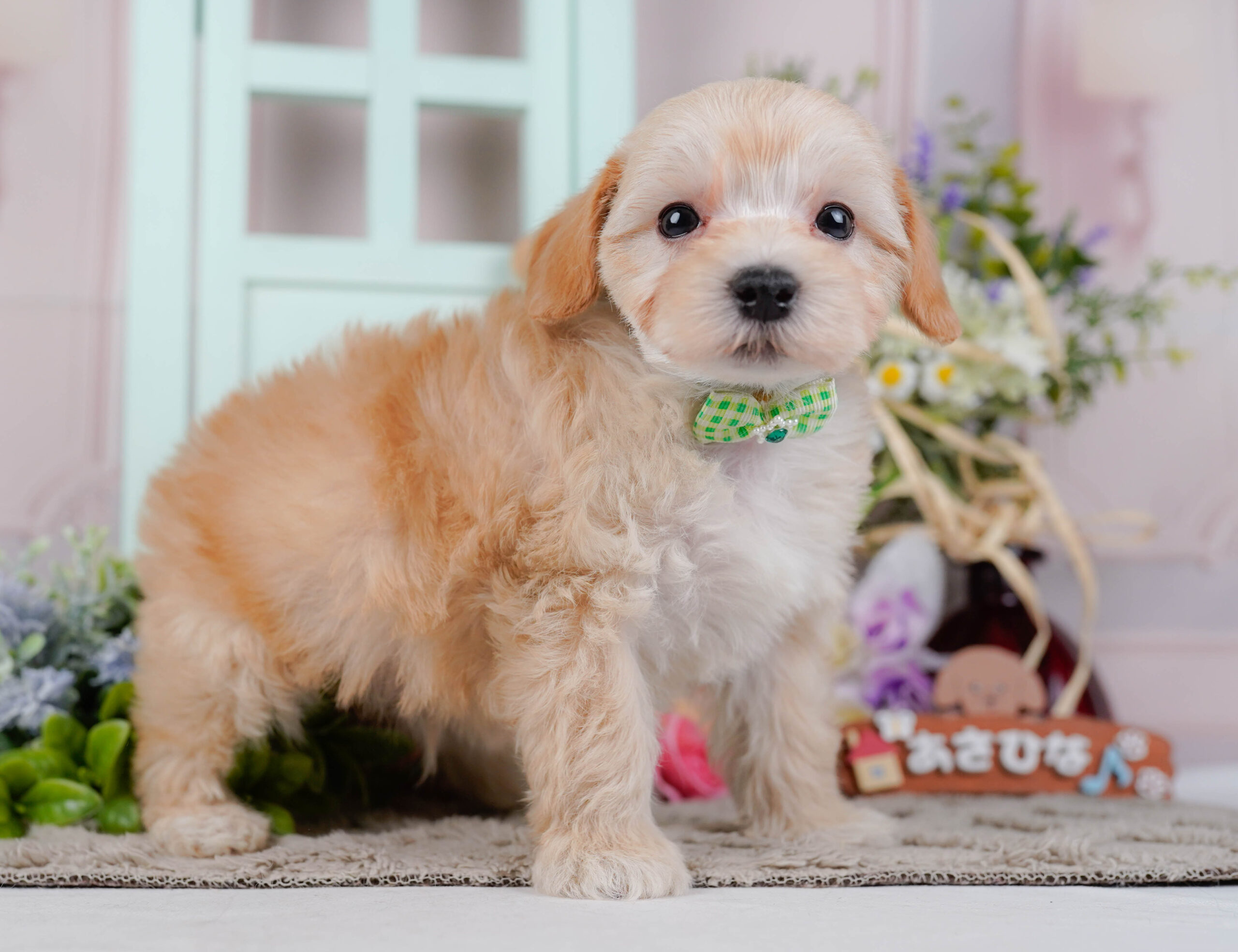 マルプー | 男の子 | アプリコット | 2026年1月9日