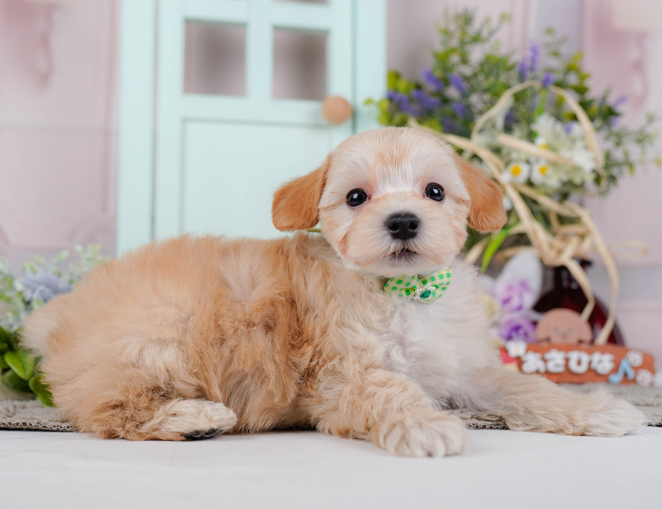 マルプー | 男の子 | アプリコット | 2026年1月9日