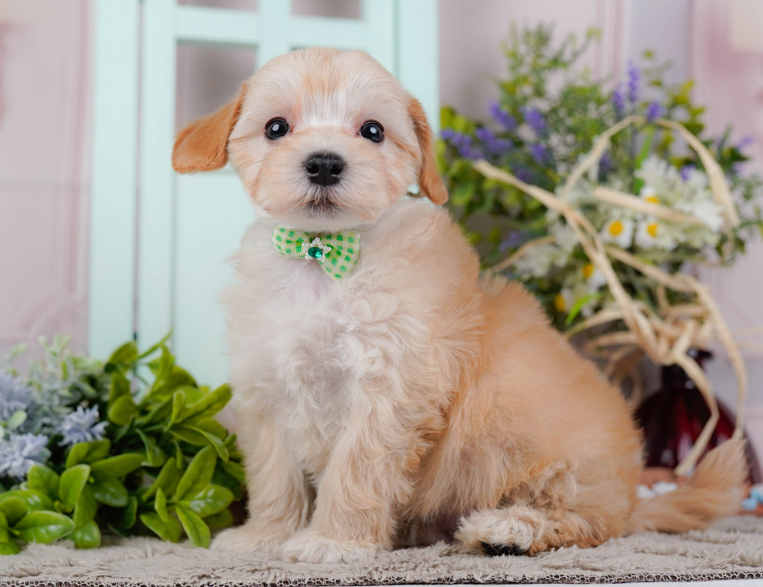 マルプー | 男の子 | アプリコット | 2026年1月9日