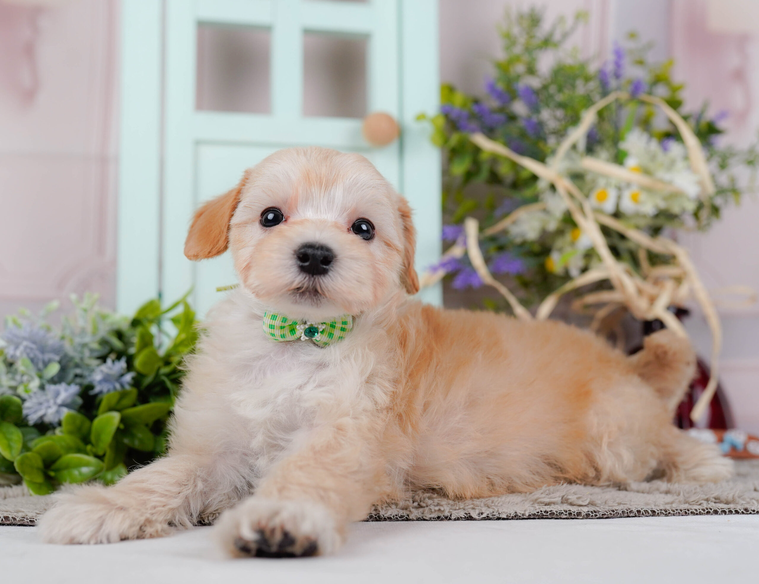 マルプー | 男の子 | アプリコット | 2026年1月9日