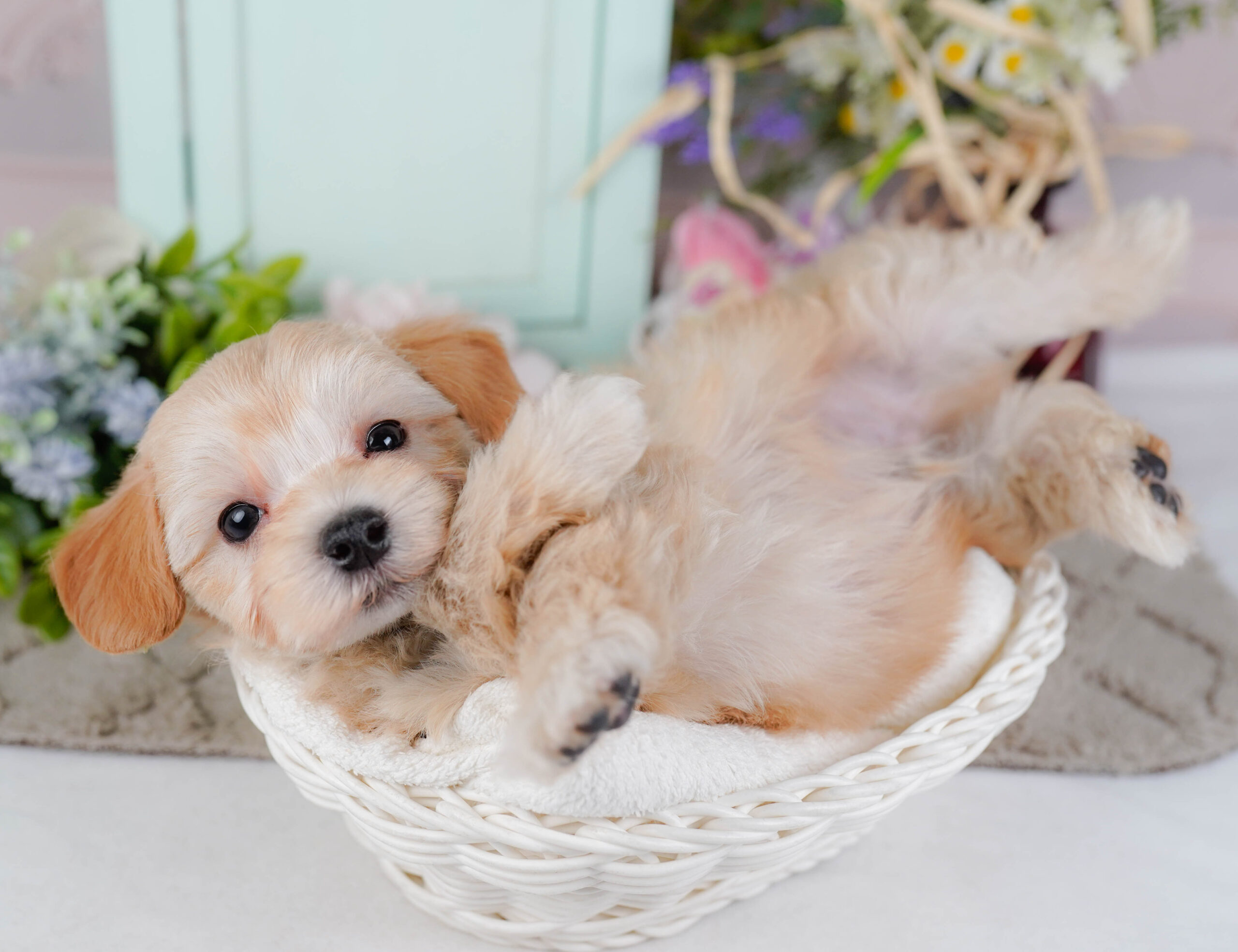 マルプー | 男の子 | アプリコット | 2026年1月9日