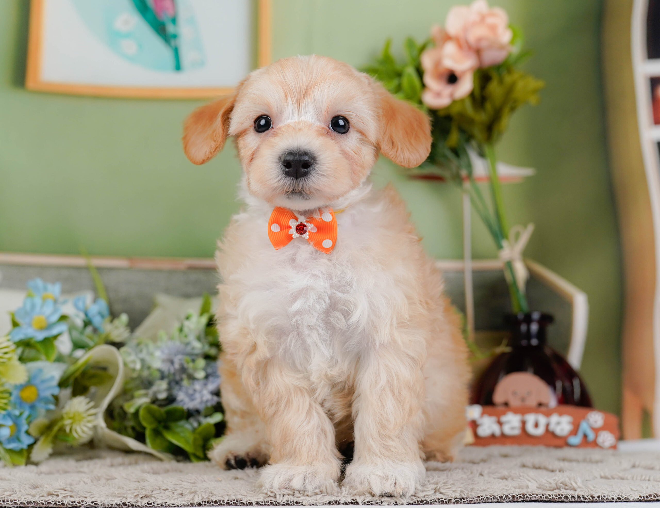 マルプー | 男の子 | アプリコット | 2026年1月9日