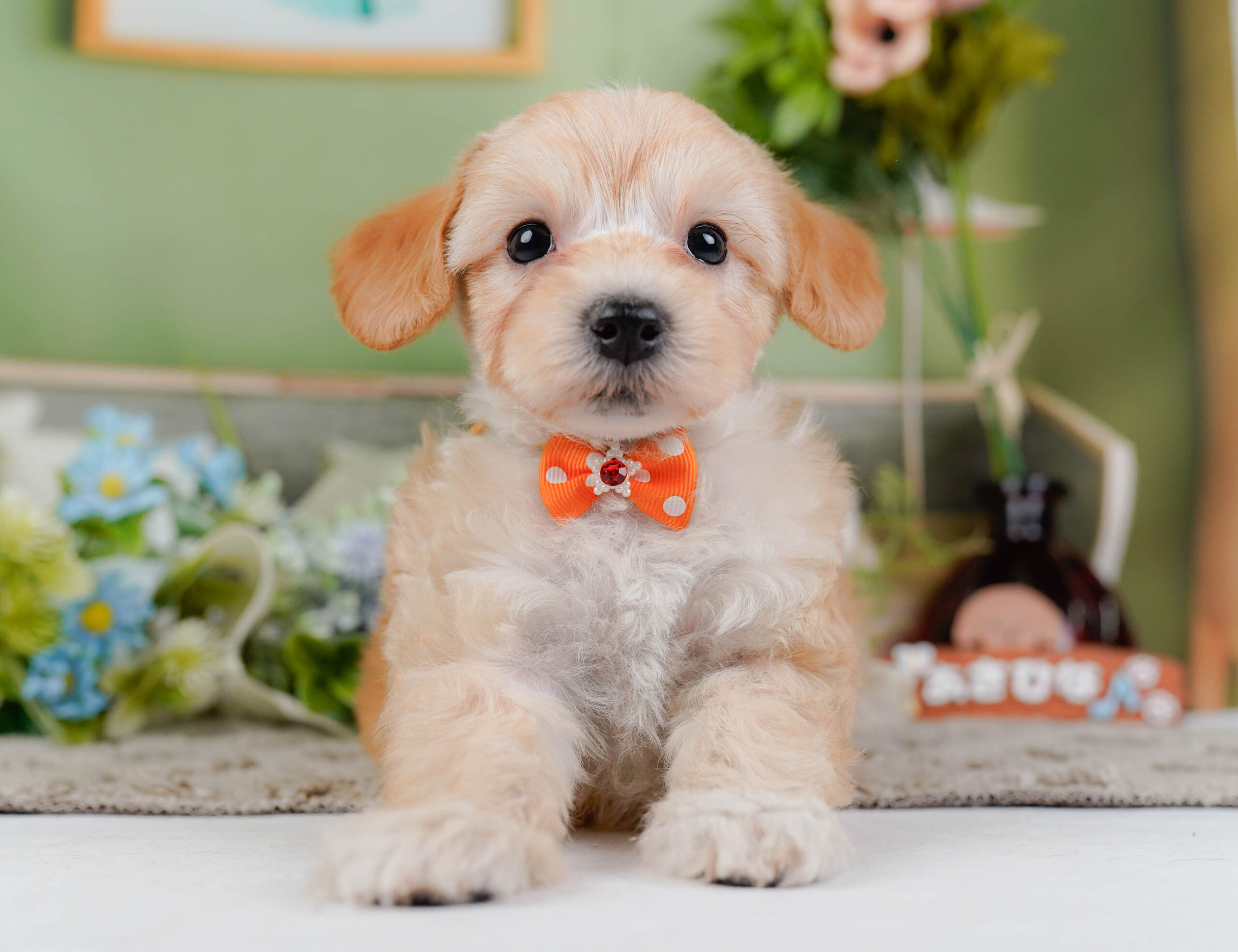 マルプー | 男の子 | アプリコット | 2026年1月9日