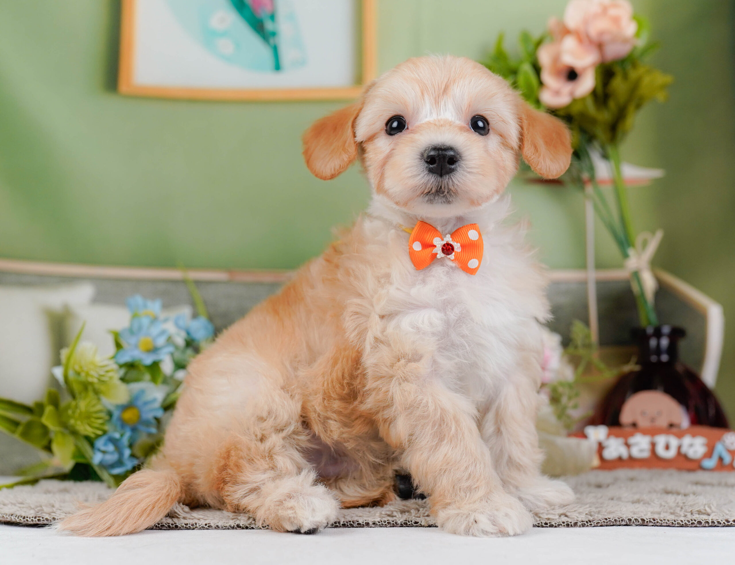 マルプー | 男の子 | アプリコット | 2026年1月9日