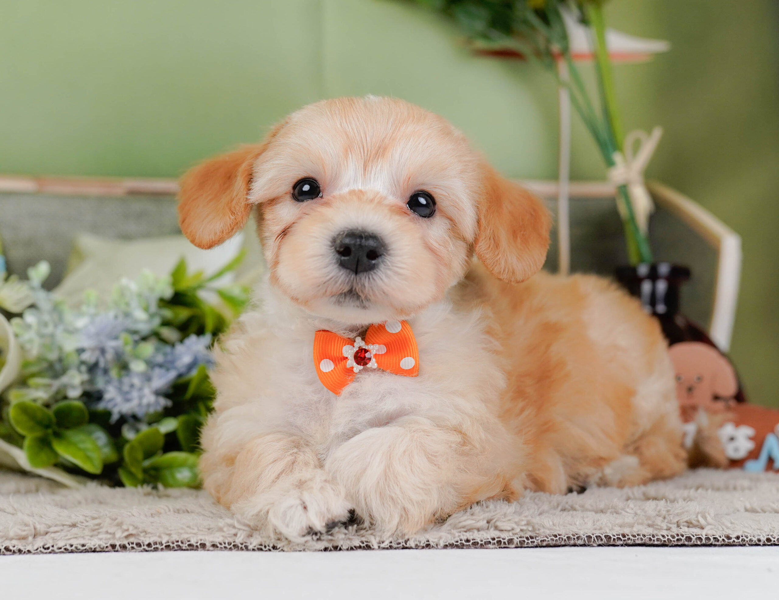 マルプー | 男の子 | アプリコット | 2026年1月9日