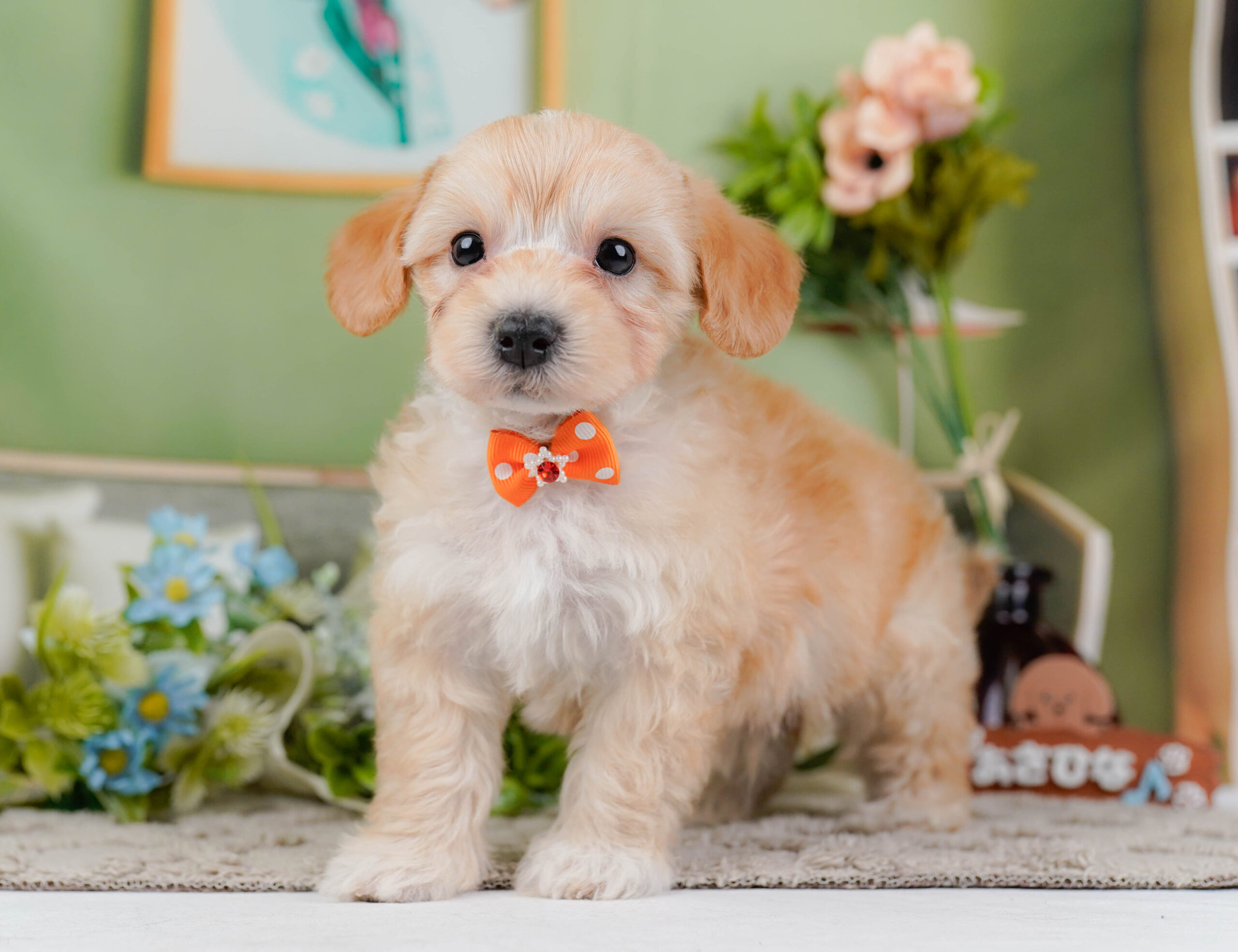 マルプー | 男の子 | アプリコット | 2026年1月9日