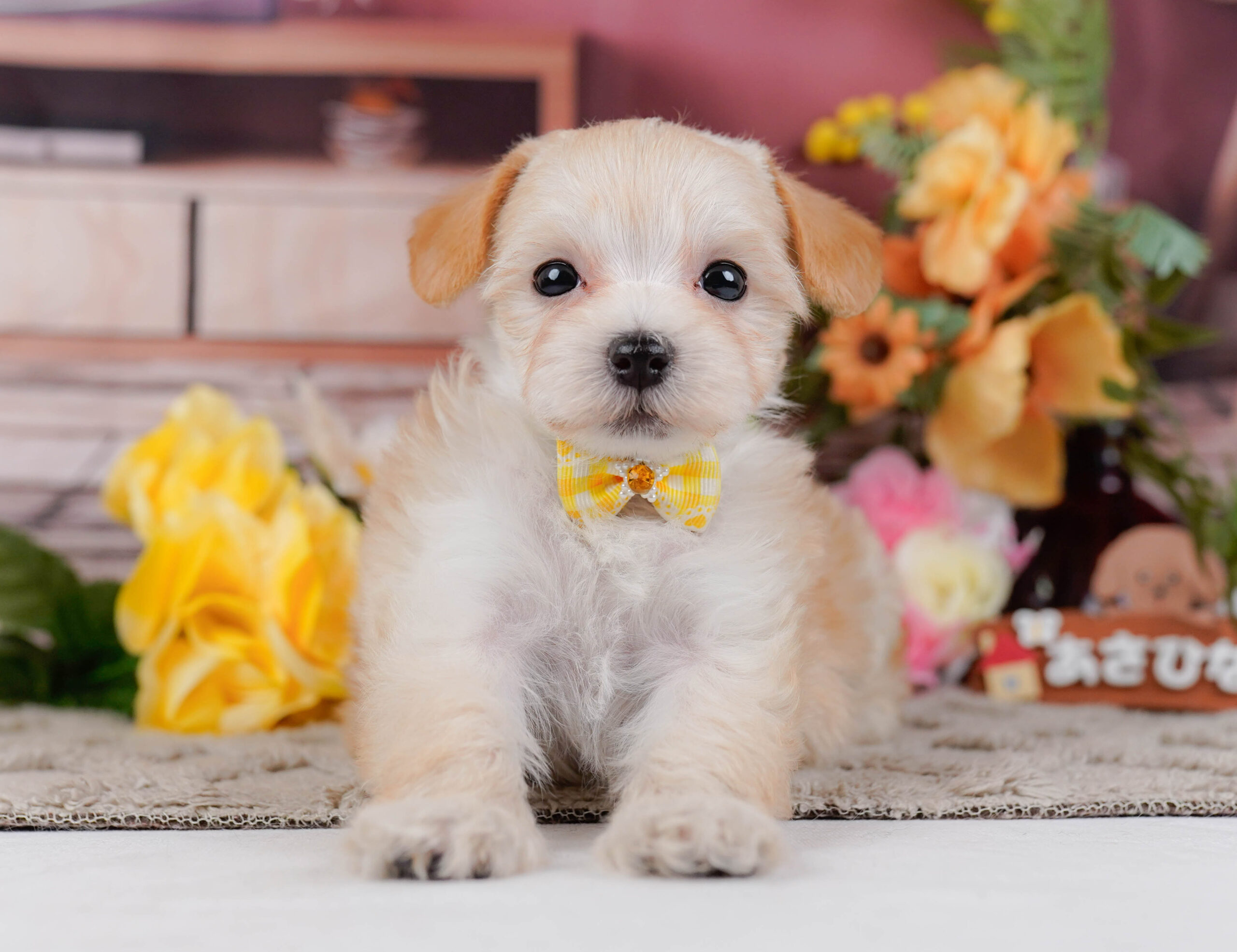 マルプー | 女の子 | アプリコット | 2026年1月9日