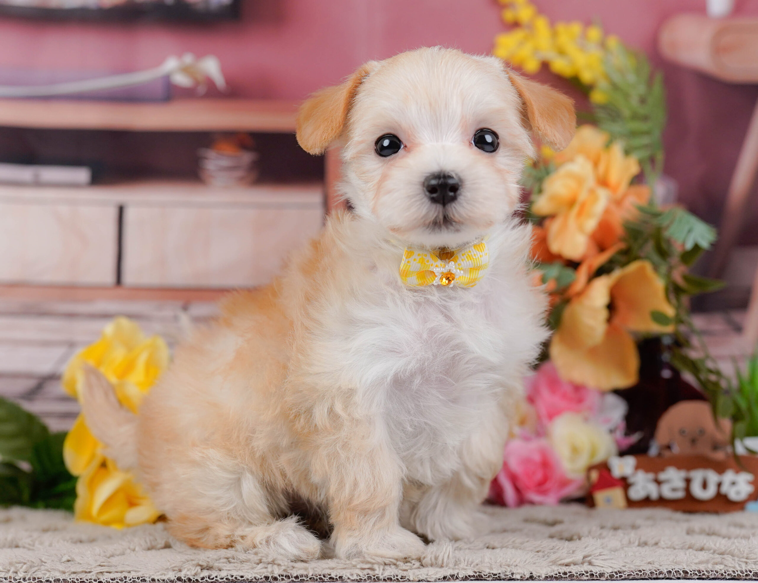 マルプー | 女の子 | アプリコット | 2026年1月9日