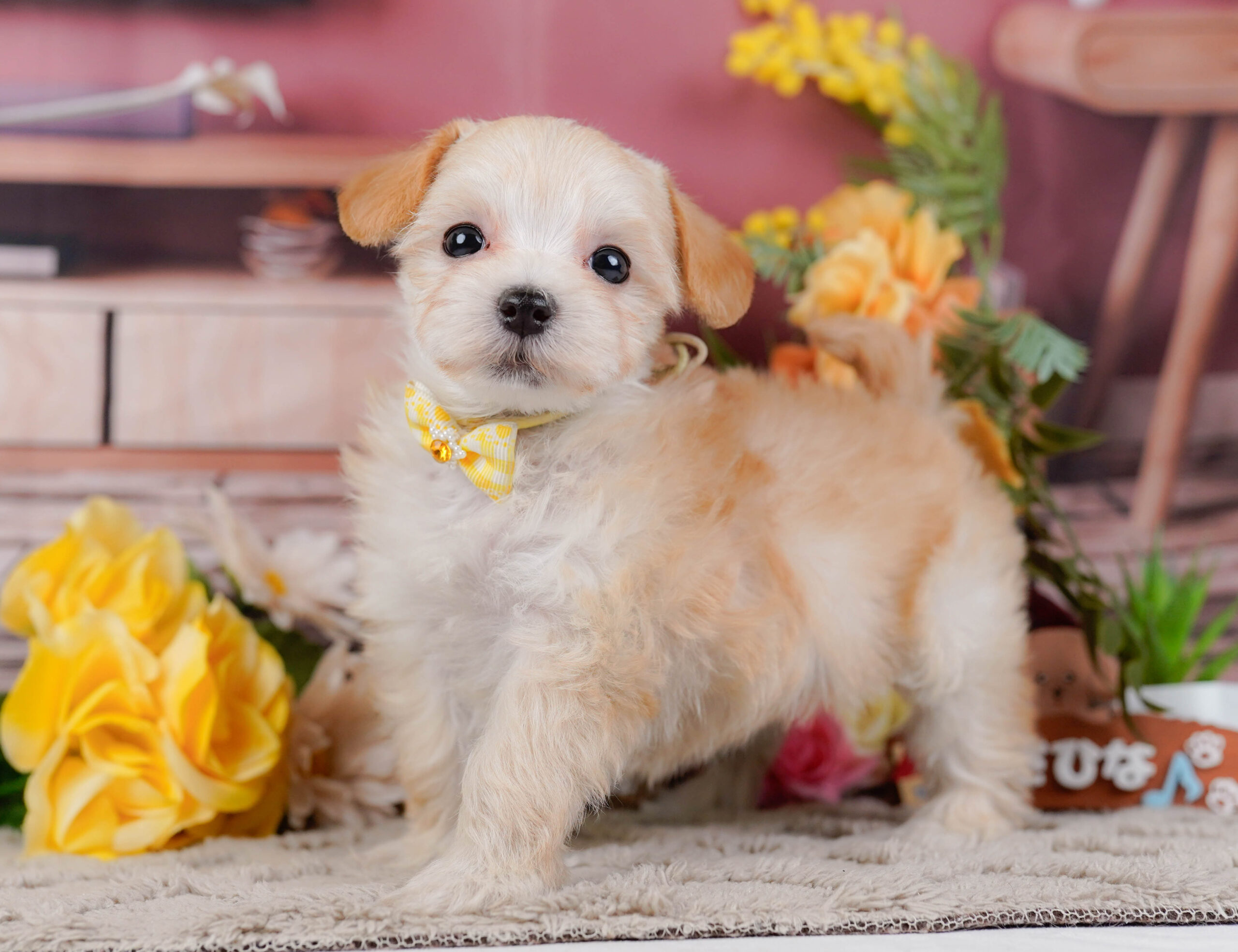 マルプー | 女の子 | アプリコット | 2026年1月9日